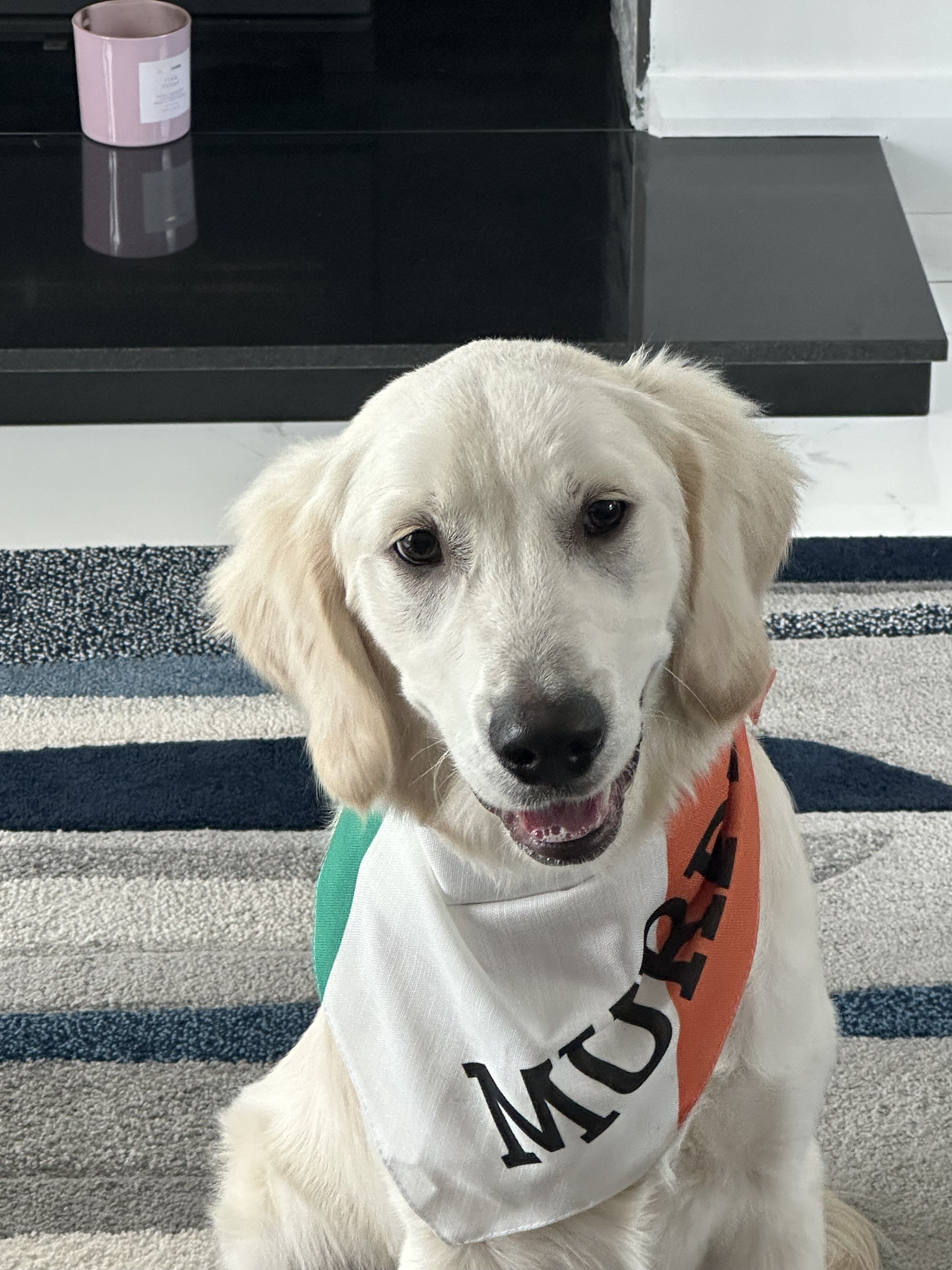 Customer photo of 'Irish Flag' - Personalized Lhasapoo Bandana