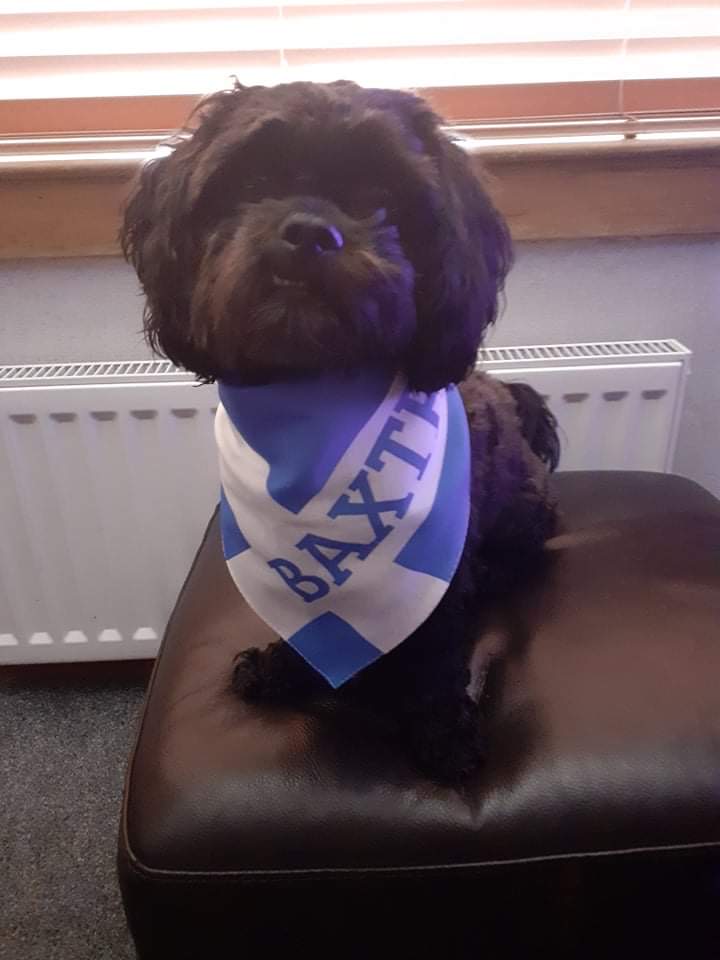 Customer photo of 'Scottish Flag' - Personalised Hungarian Vizsla Bandana