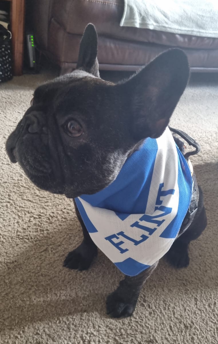 Customer photo of 'Scottish Flag' - Personalised Hungarian Vizsla Bandana