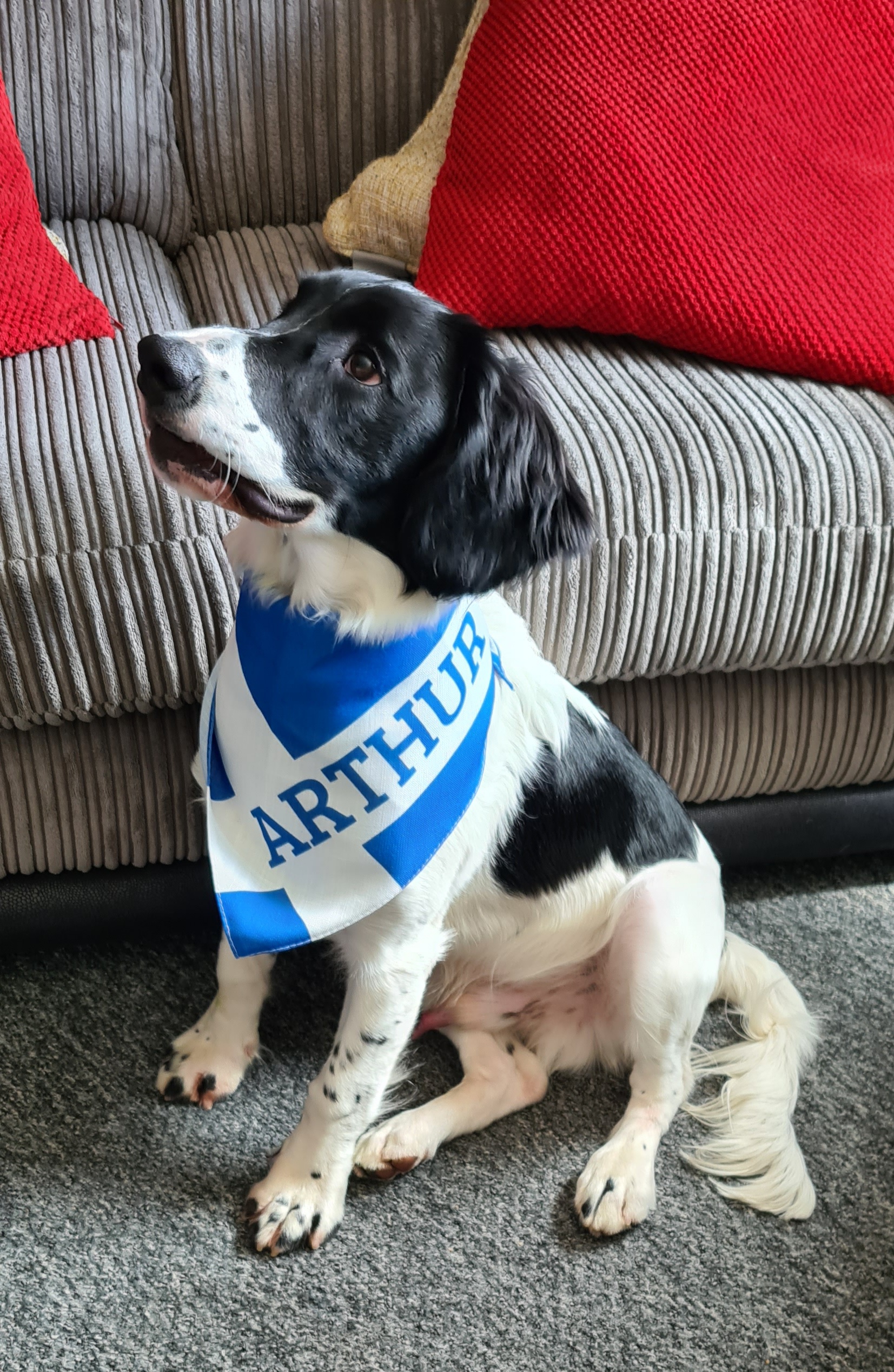 Customer photo of 'Scottish Flag' - Personalised Hungarian Vizsla Bandana
