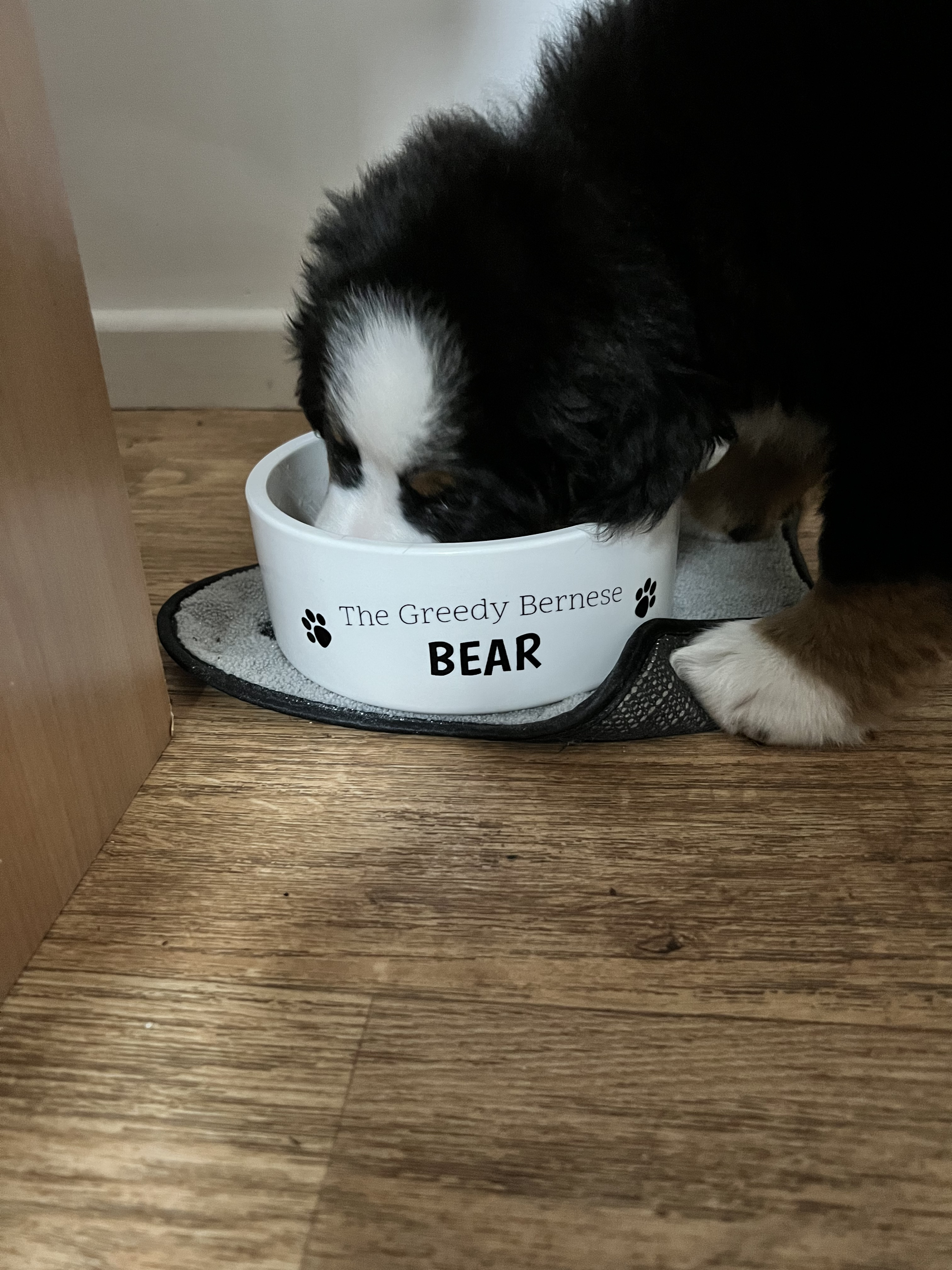 Customer photo of Personalized 'The Greedy Peek-a-poo' Bowl