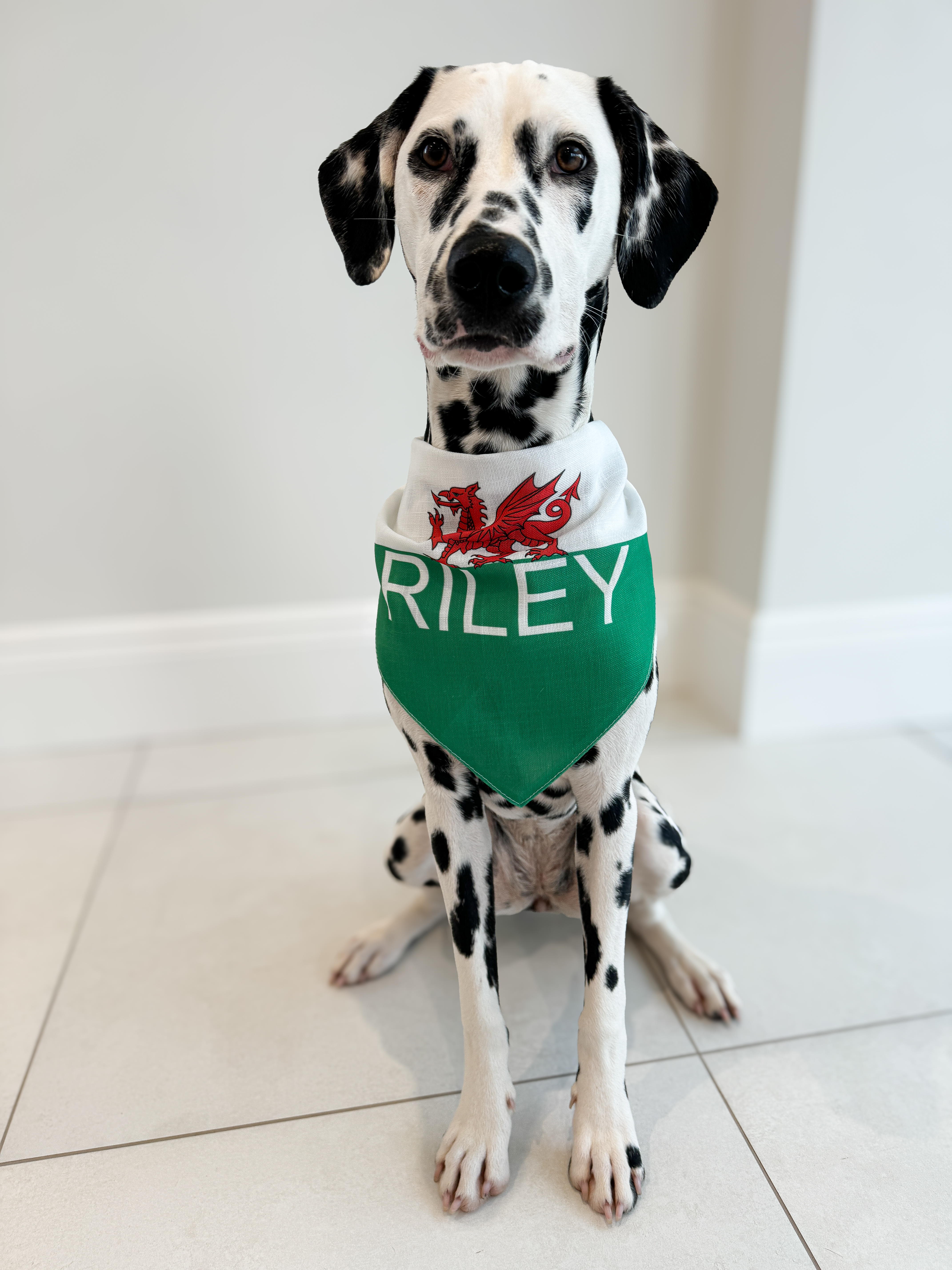 Customer photo of 'Welsh Flag' - Personalised Hungarian Vizsla Bandana
