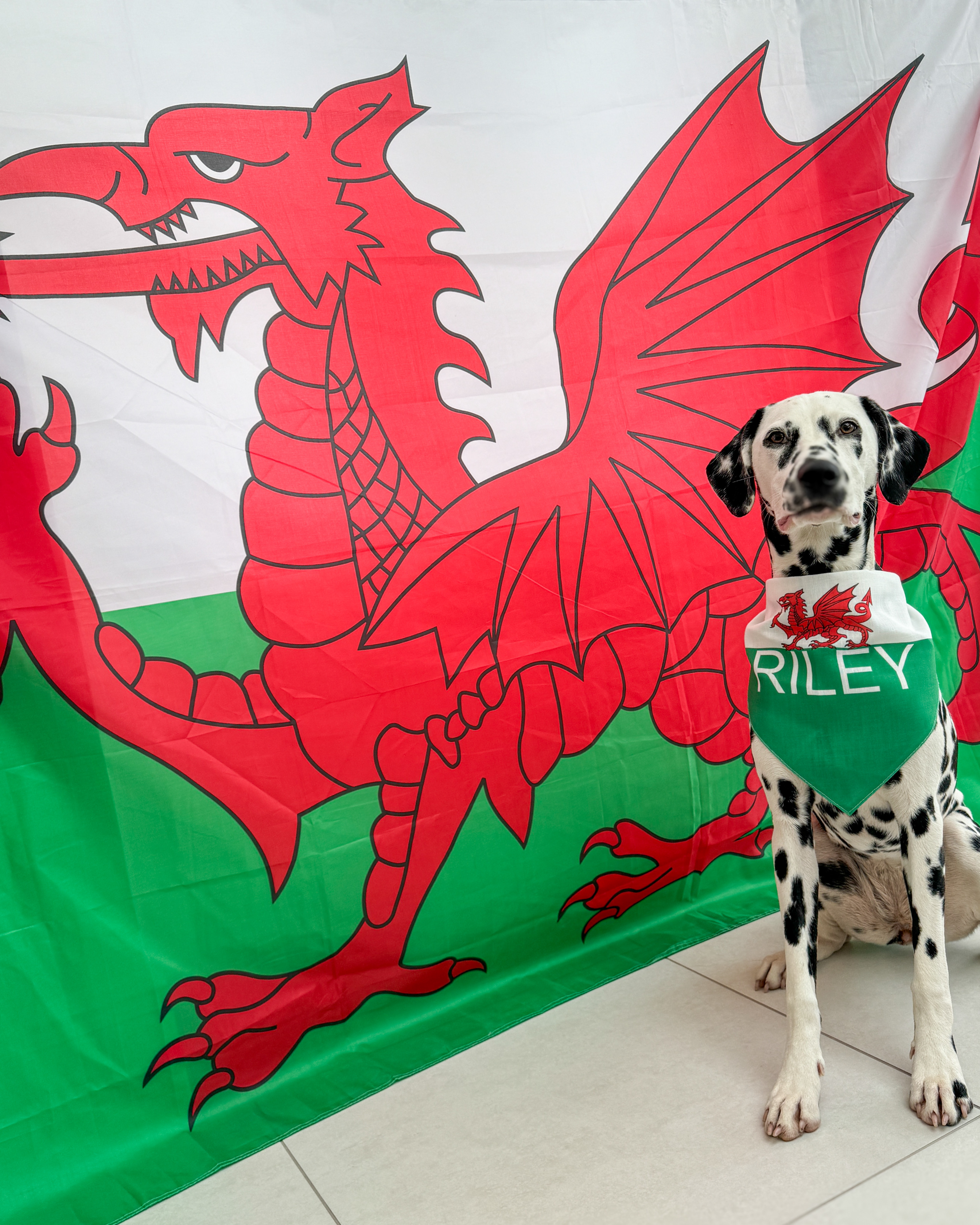 Customer photo of 'Welsh Flag' - Personalised Hungarian Vizsla Bandana