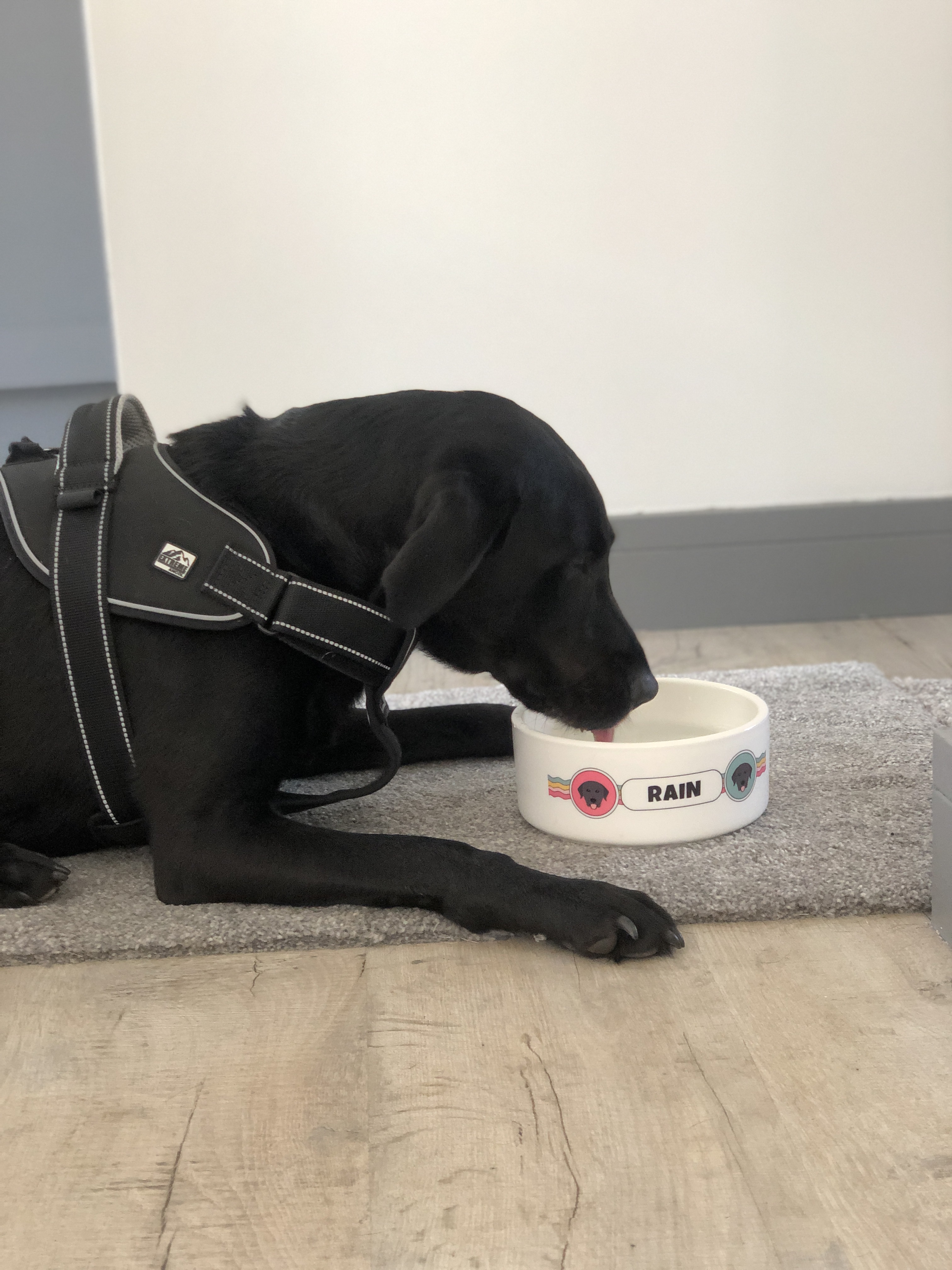 Customer photo of Rainbow Waves - Personalized Dog Bowl for your Jack-A-Poo