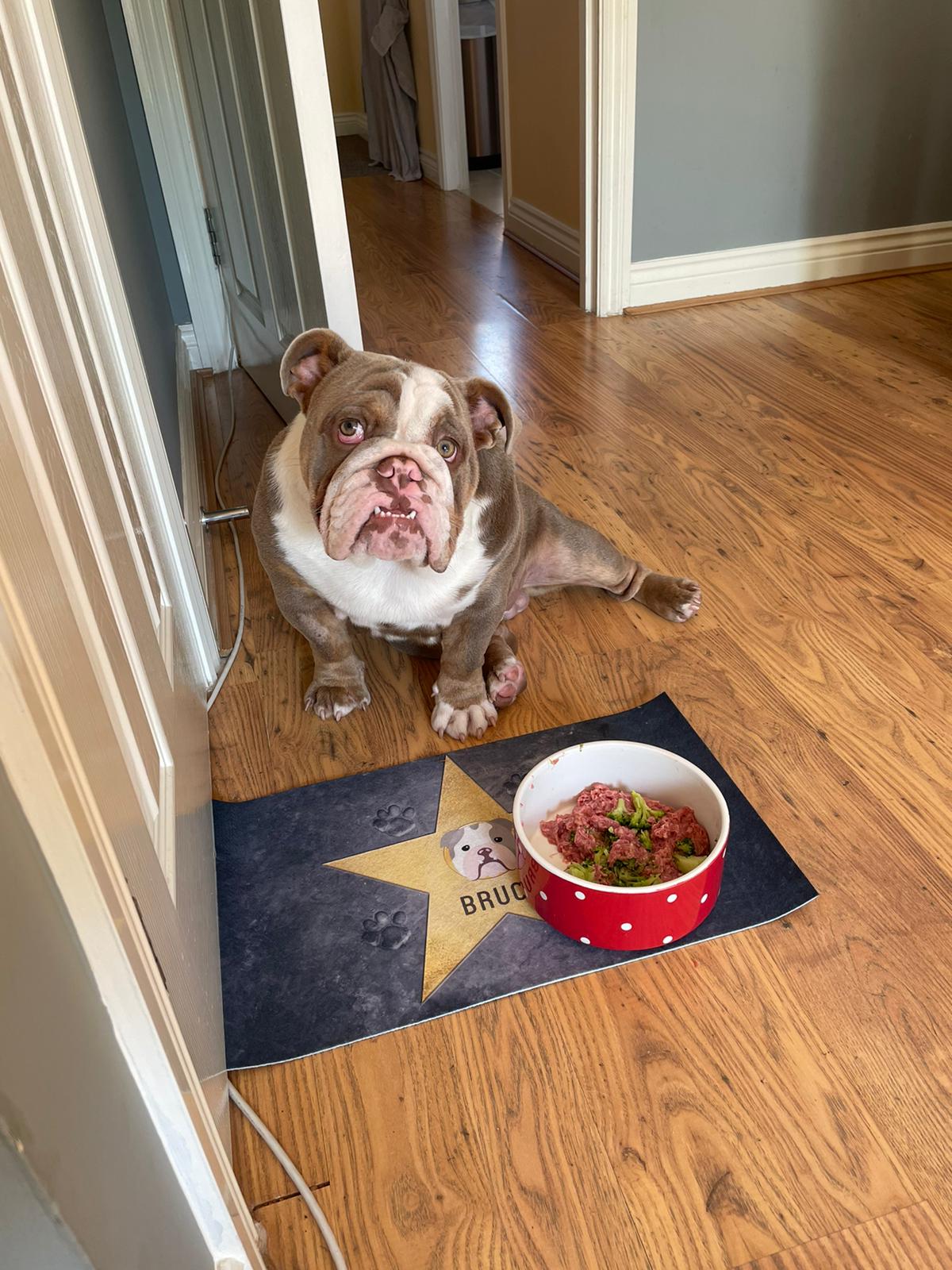 Customer photo of Star of Fame: Personalised Hungarian Vizsla Feeding Mat