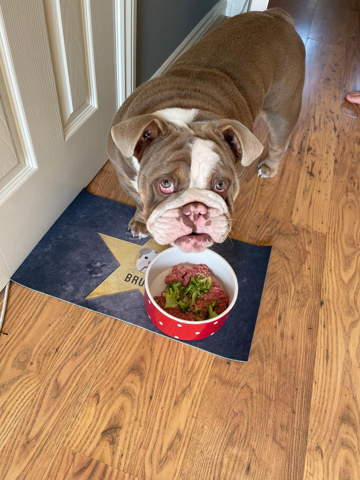 Customer photo of Star of Fame: Personalised Hungarian Vizsla Feeding Mat