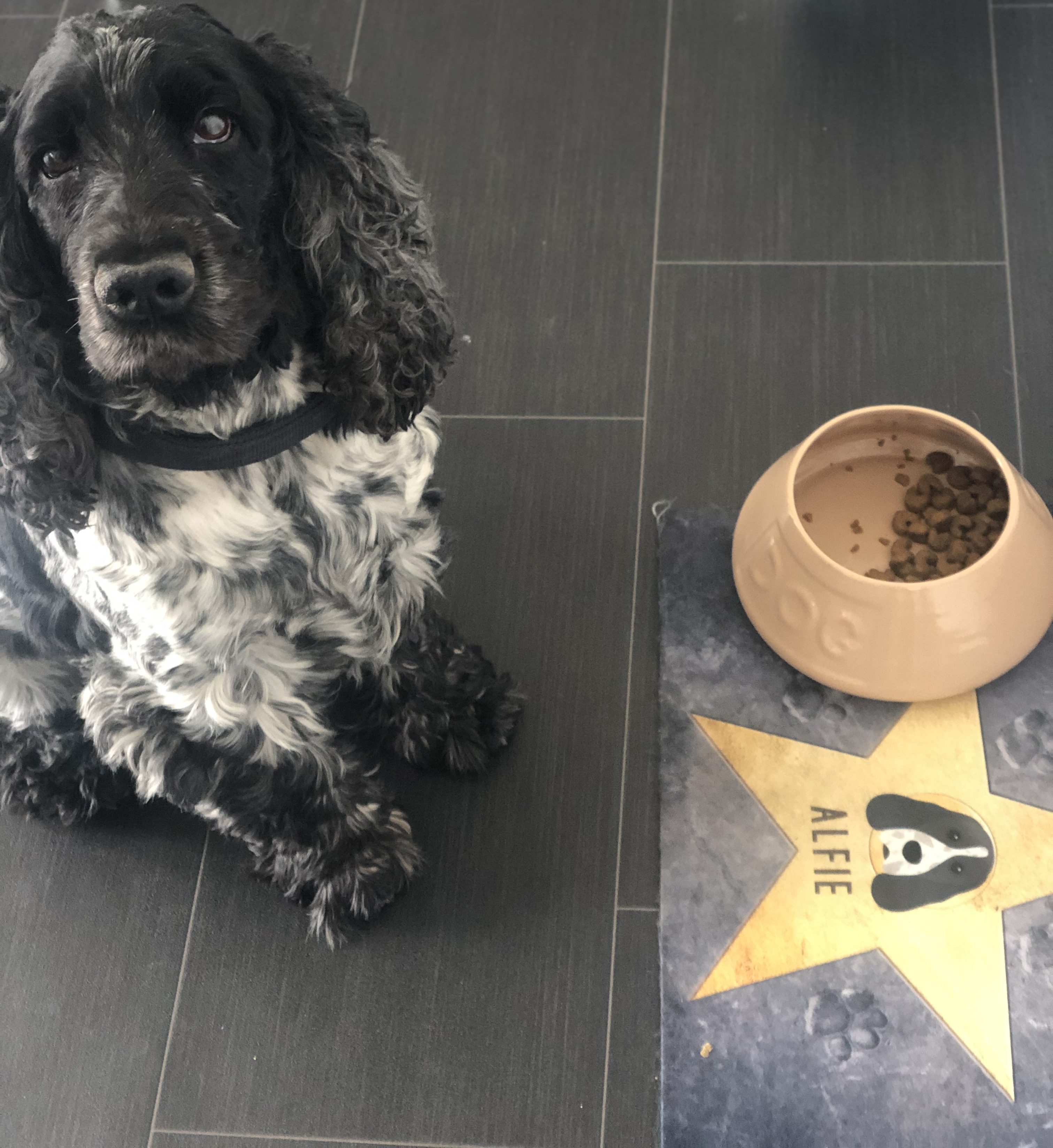 Customer photo of Star of Fame: Personalised Hungarian Vizsla Feeding Mat