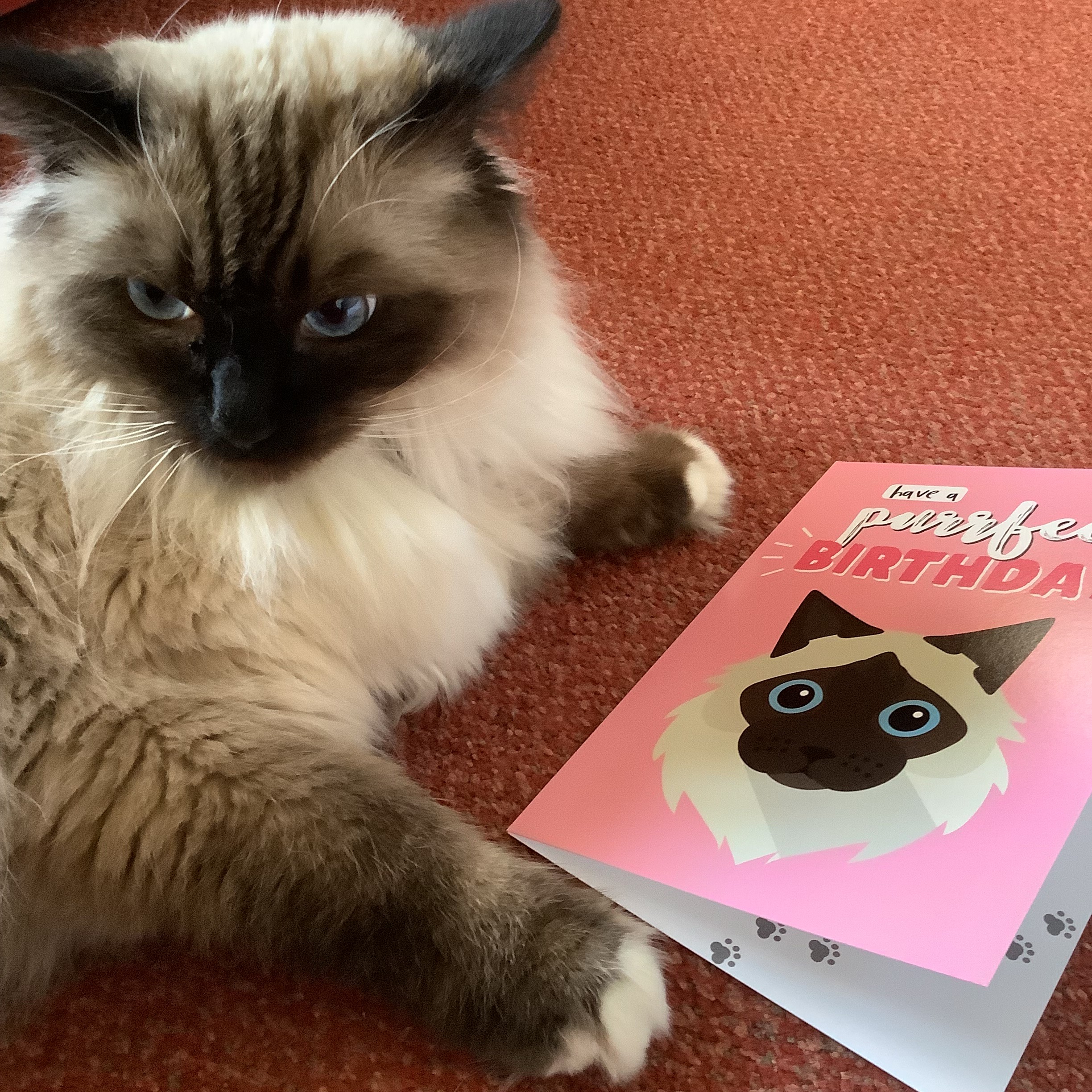 Customer photo of 'Have a Purrfect Birthday' - Personalised Sphynx Card