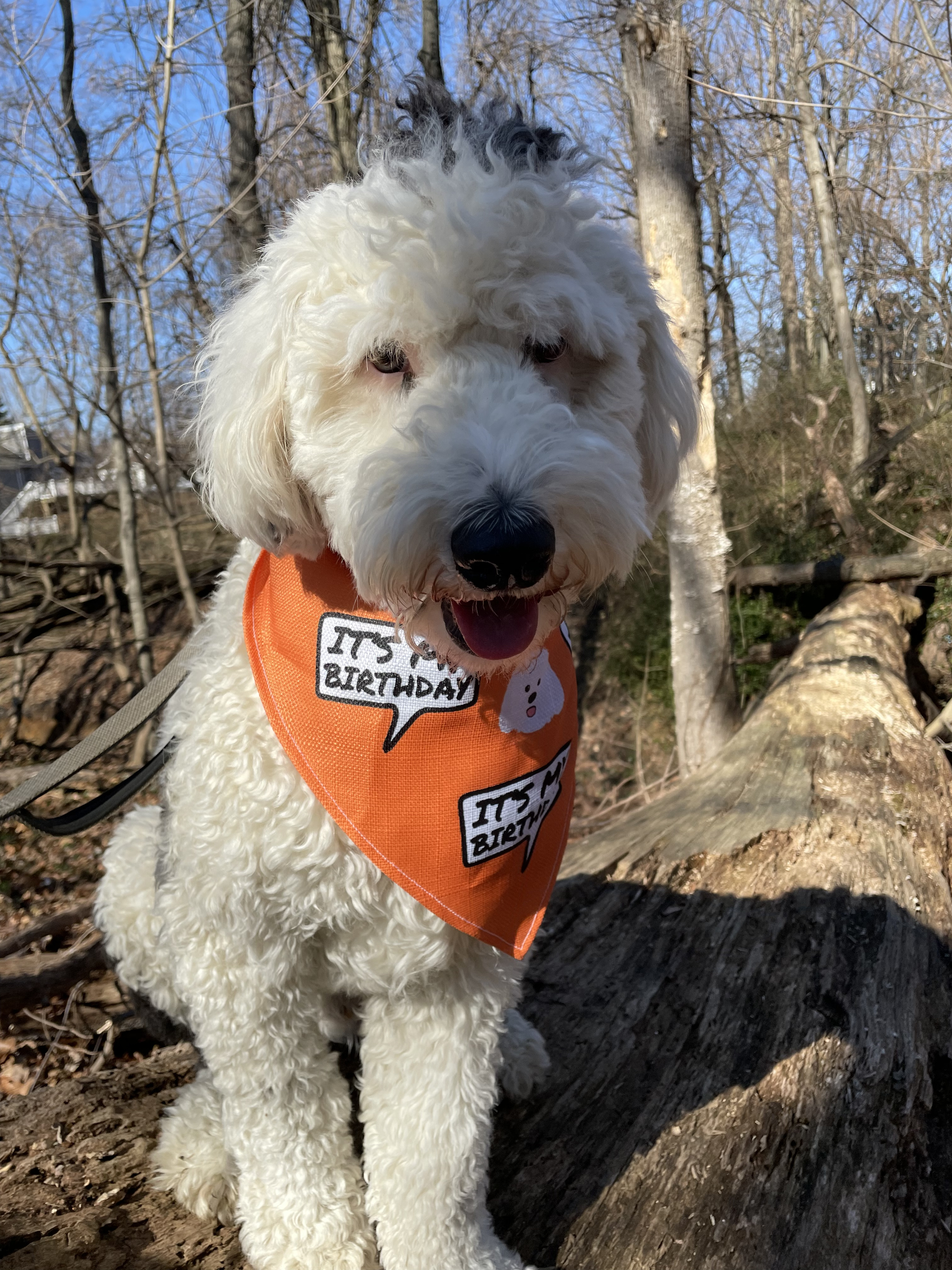 Customer photo of 'It's My Birthday' - Personalized Plott Hound Bandana 