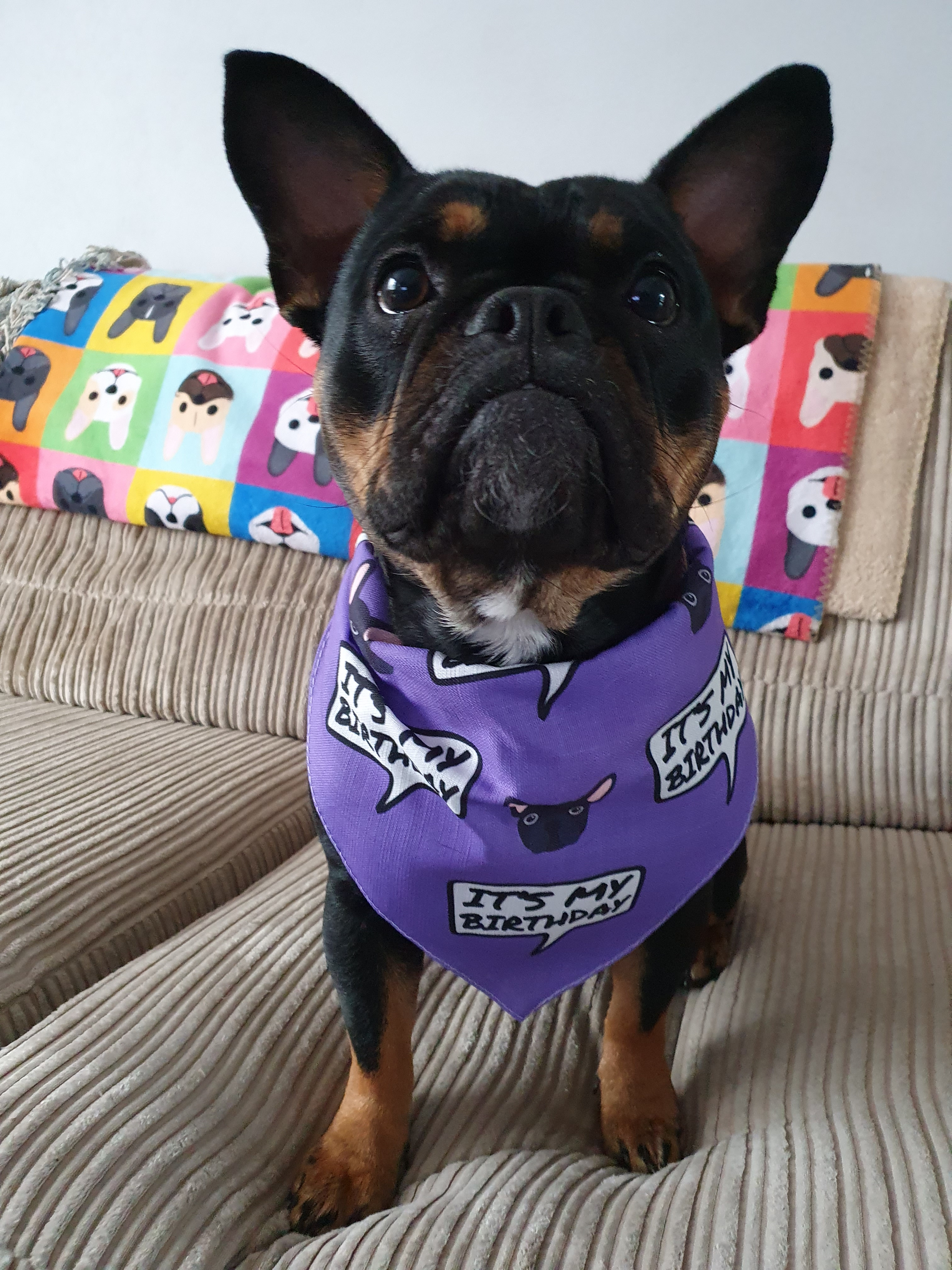 Customer photo of 'It's My Birthday' - Personalized Plott Hound Bandana 