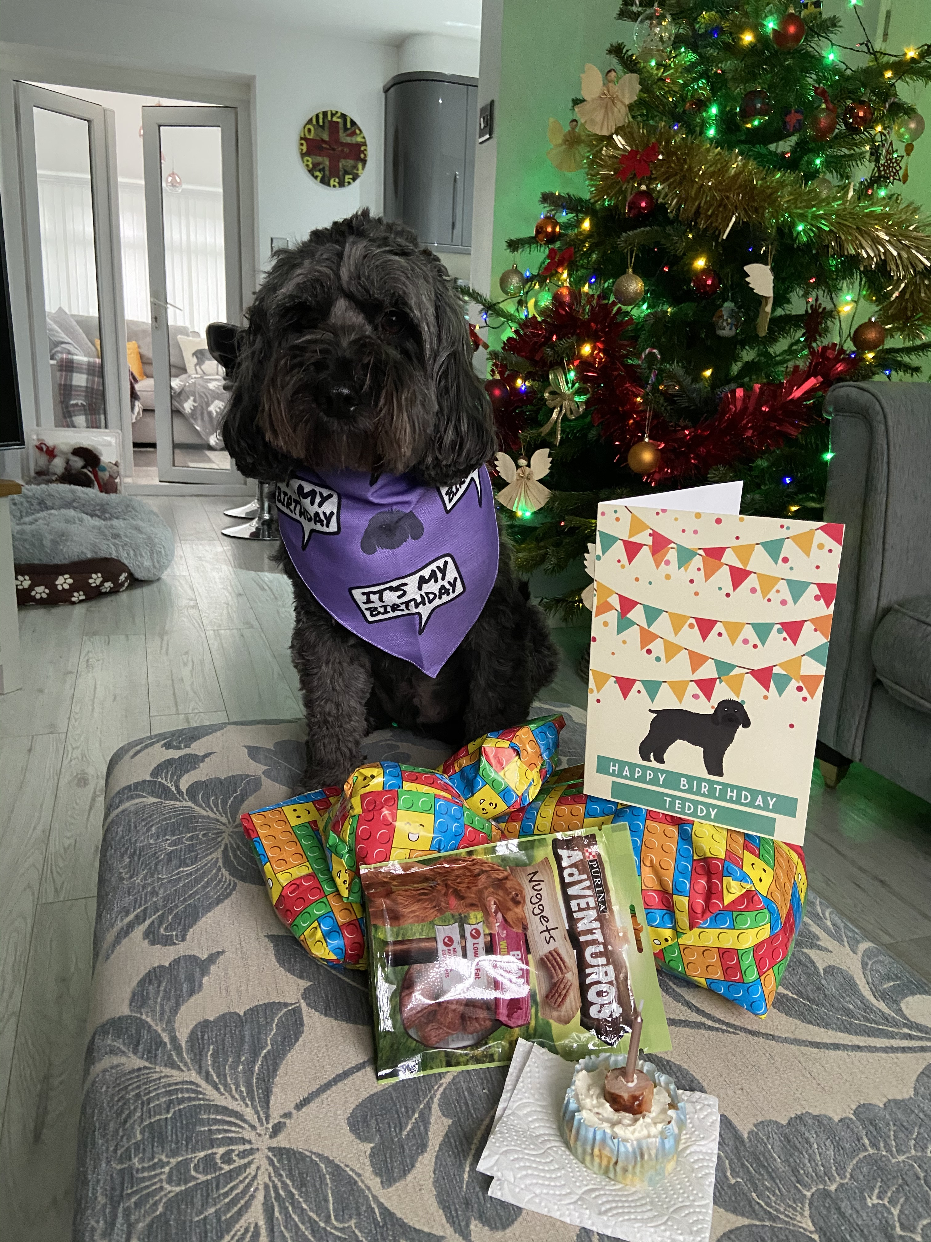 Customer photo of 'It's My Birthday' - Personalized Plott Hound Bandana 