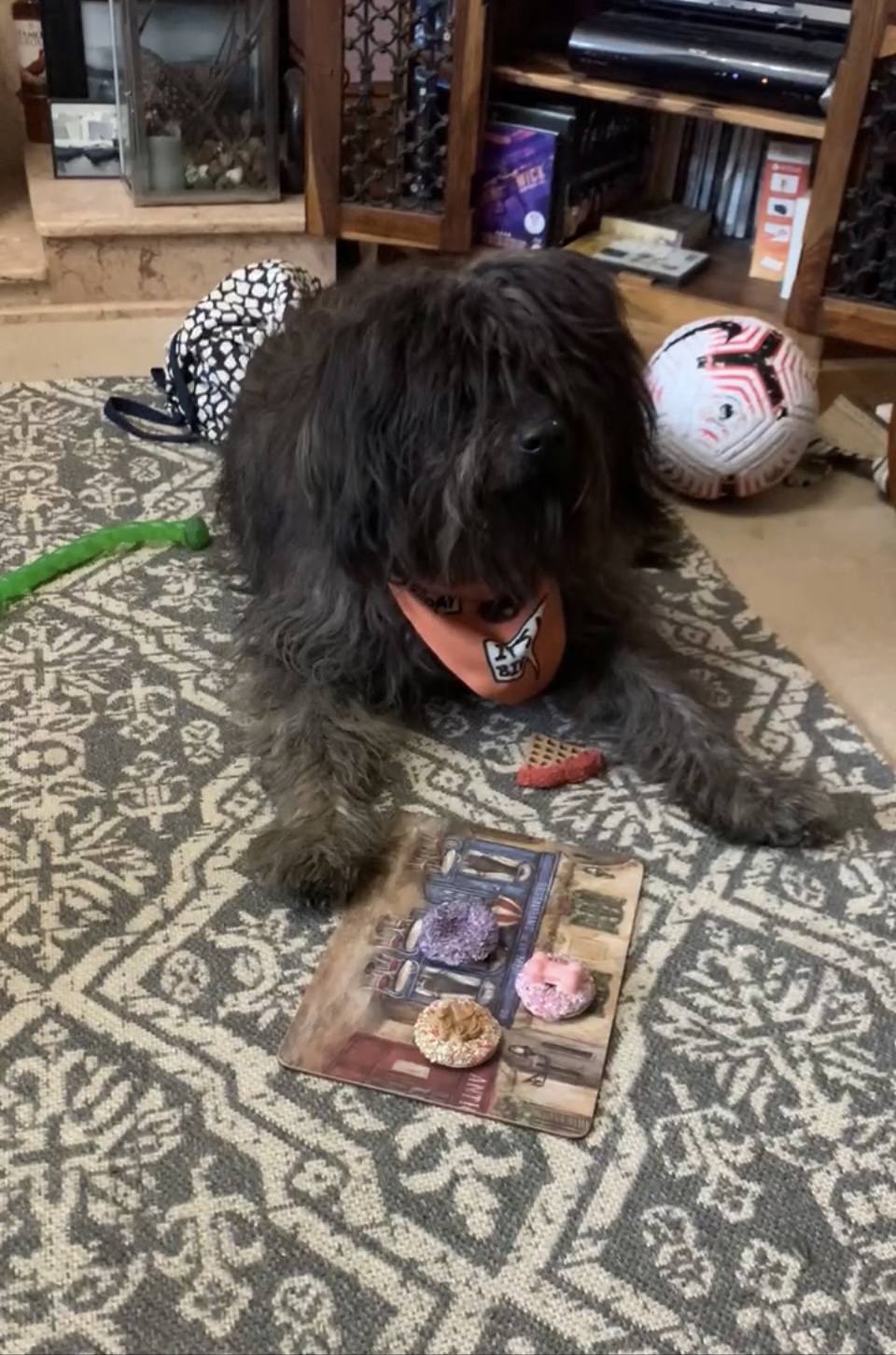 Customer photo of 'It's My Birthday' - Personalized Plott Hound Bandana 