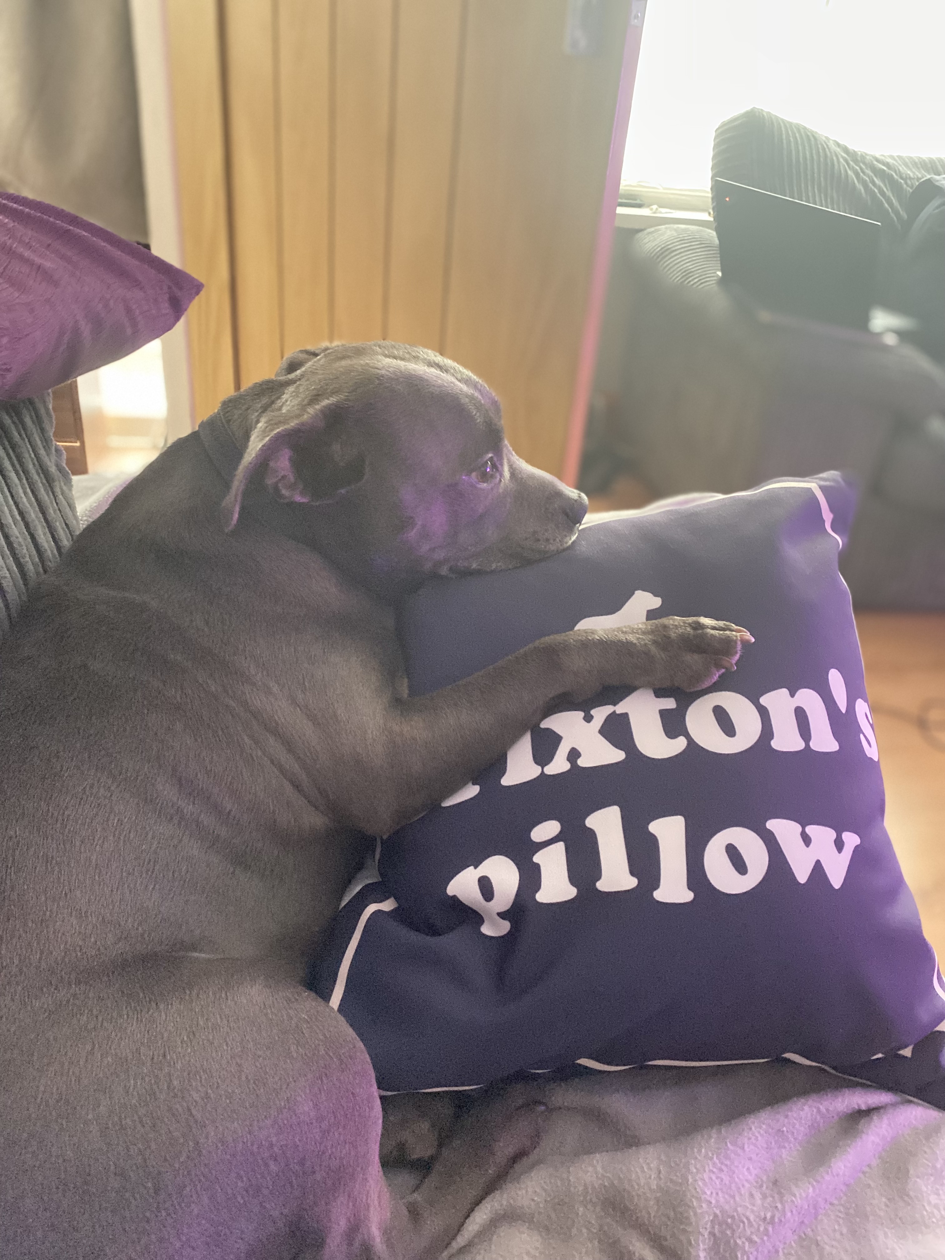 Customer photo of Dog's Pillow: Personalized Dog Canvas Pillow