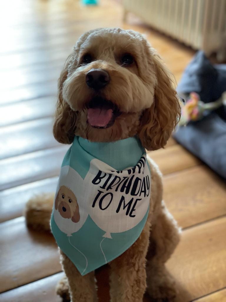 Customer photo of 'Happy Birthday to Me' - Personalised Hungarian Vizsla Bandana