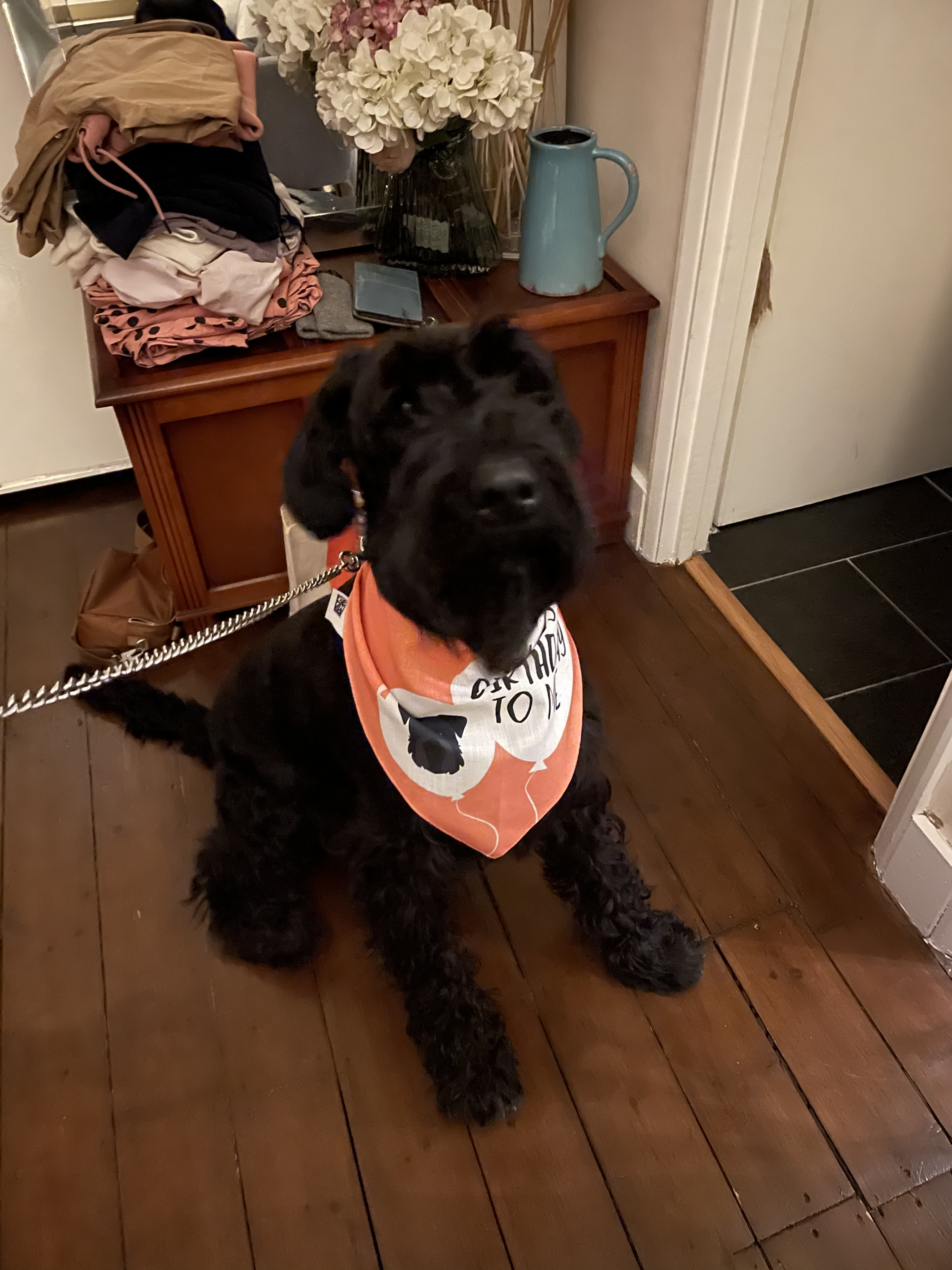 Customer photo of 'Happy Birthday to Me' - Personalised Hungarian Vizsla Bandana