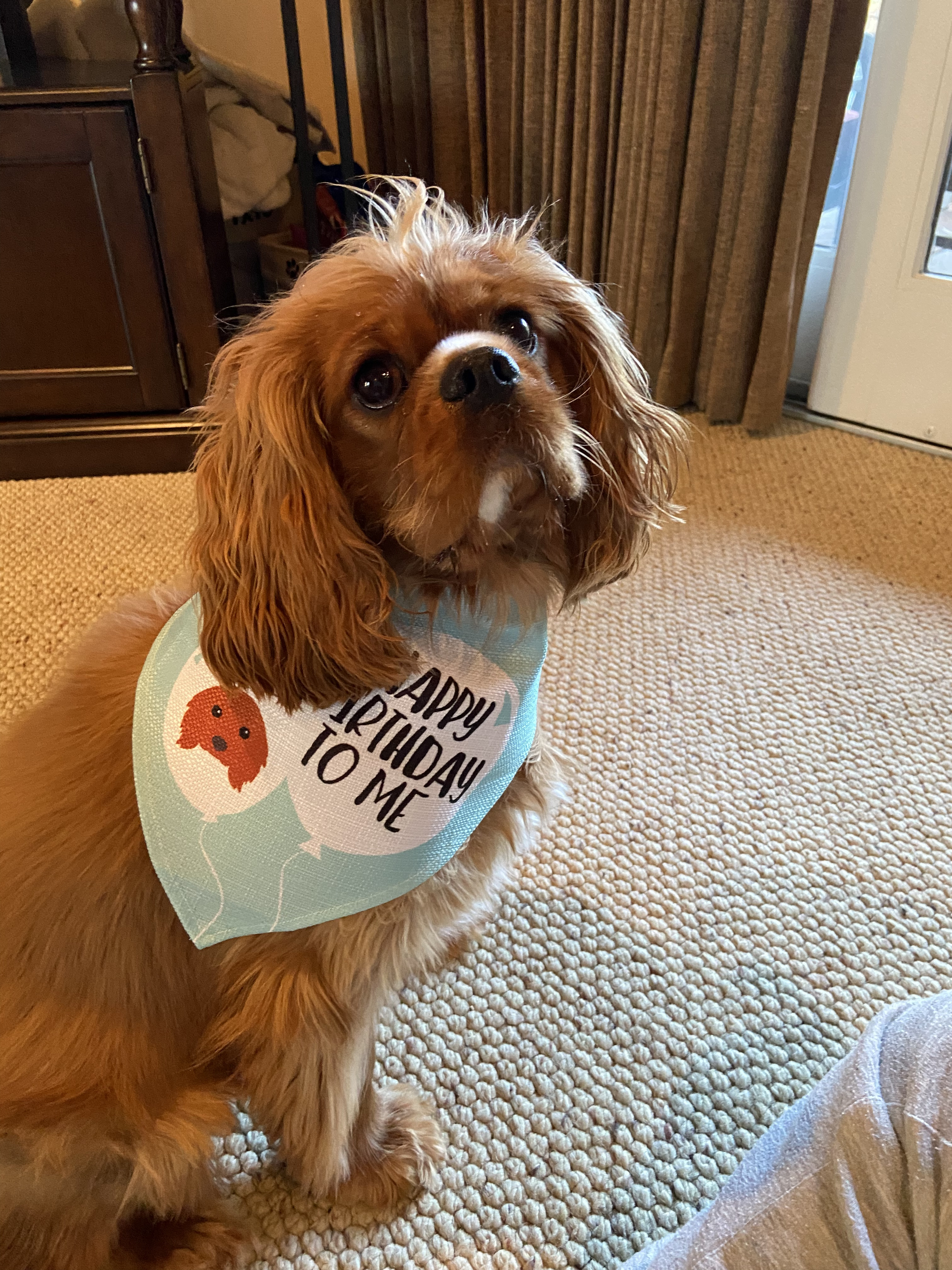 Customer photo of 'Happy Birthday to Me' - Personalised Hungarian Vizsla Bandana