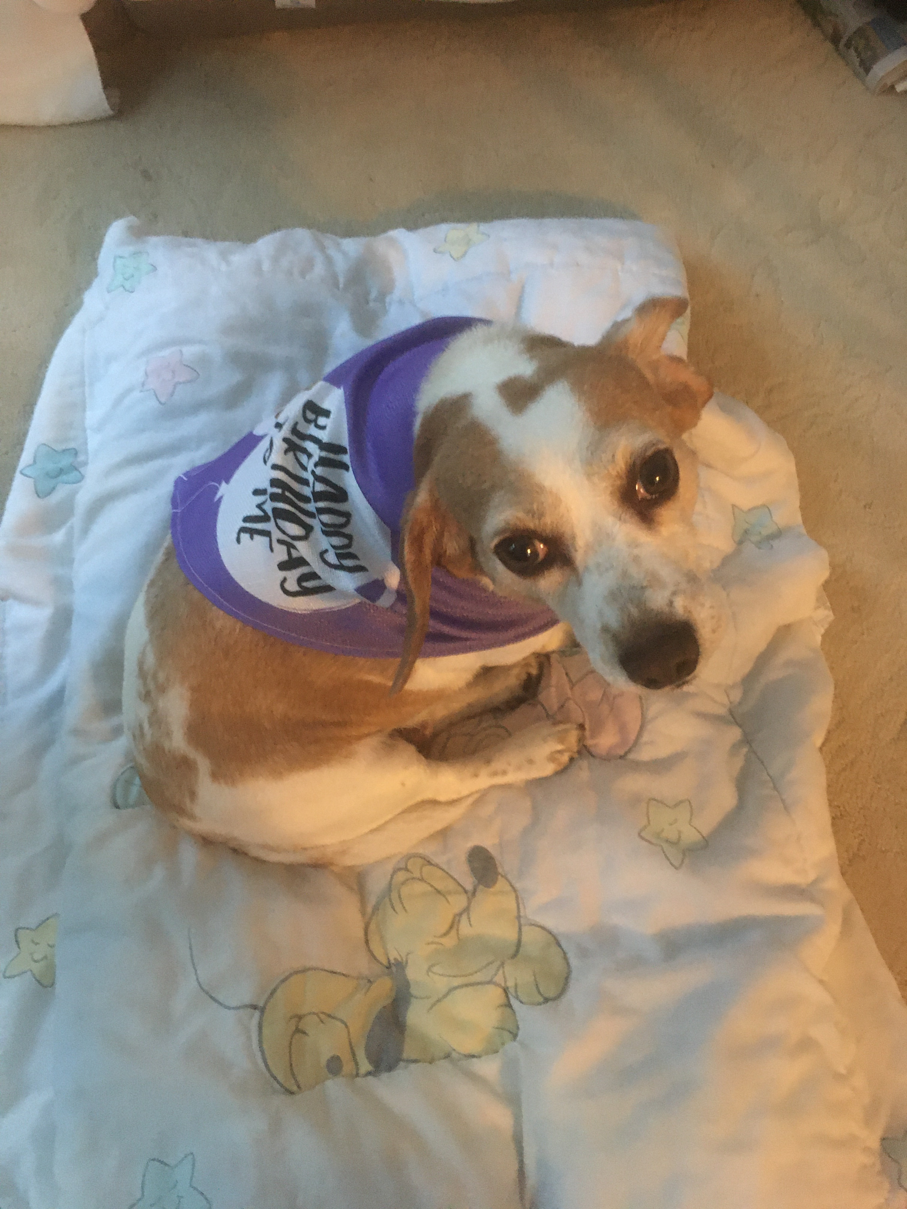 Customer photo of 'Happy Birthday to Me' - Personalised Hungarian Vizsla Bandana
