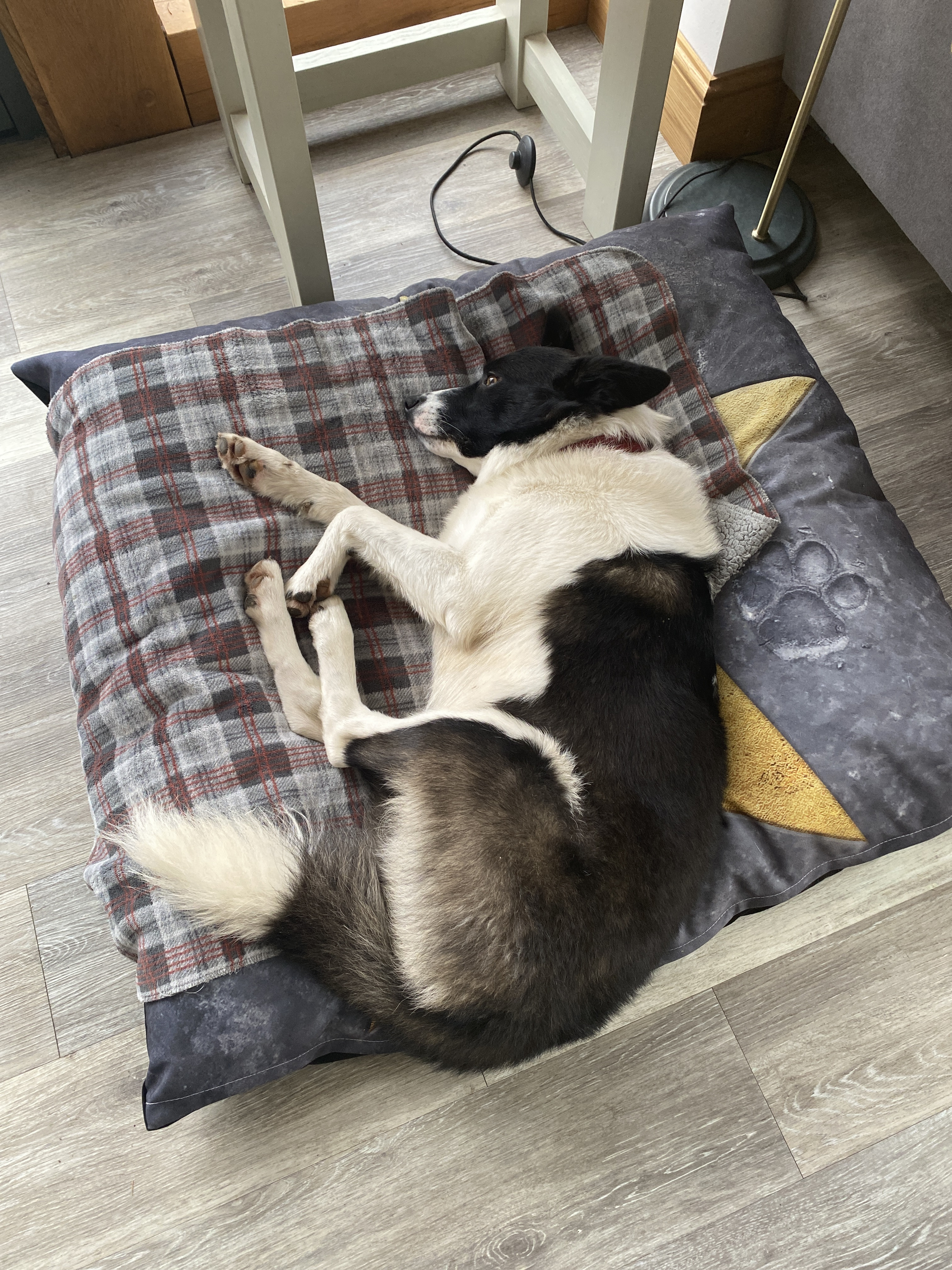 Customer photo of Personalised Dog Bed: Your Dog's Star of Fame