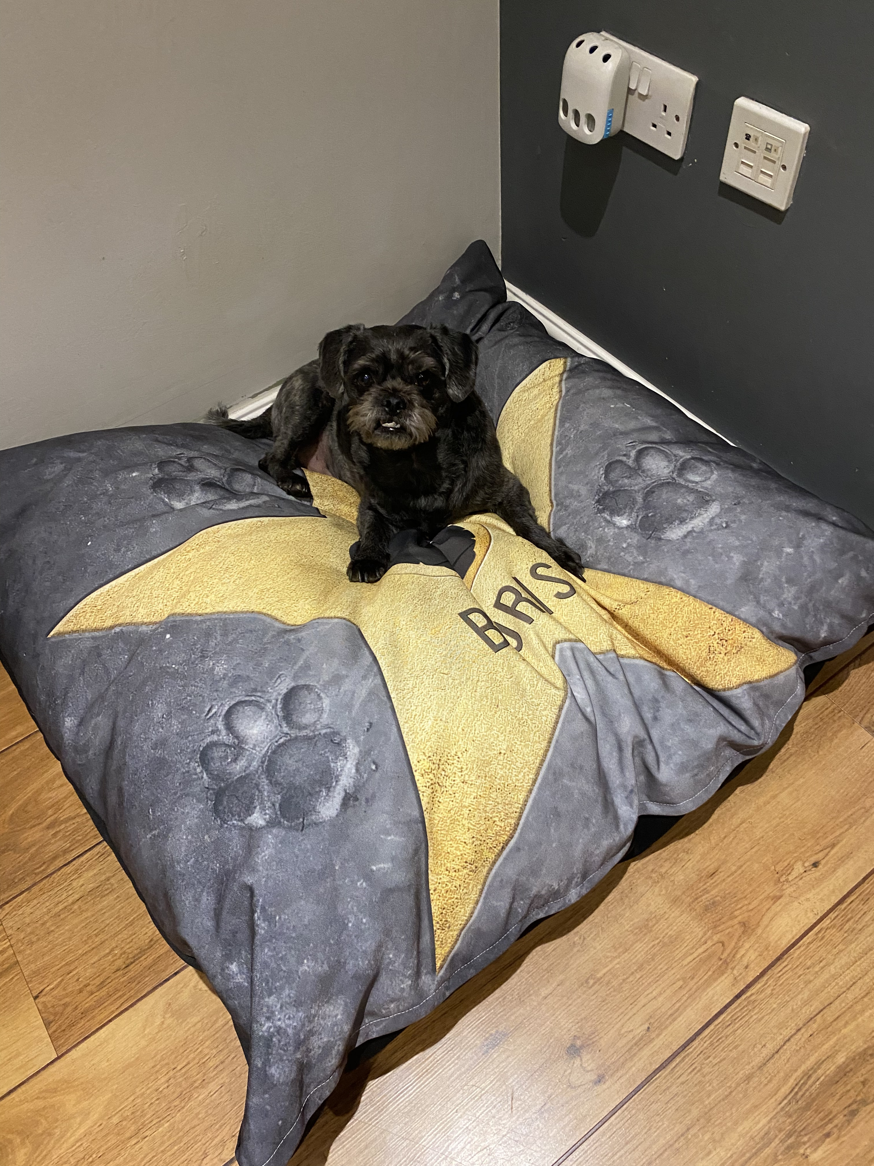 Customer photo of Personalised Dog Bed: Your Dog's Star of Fame