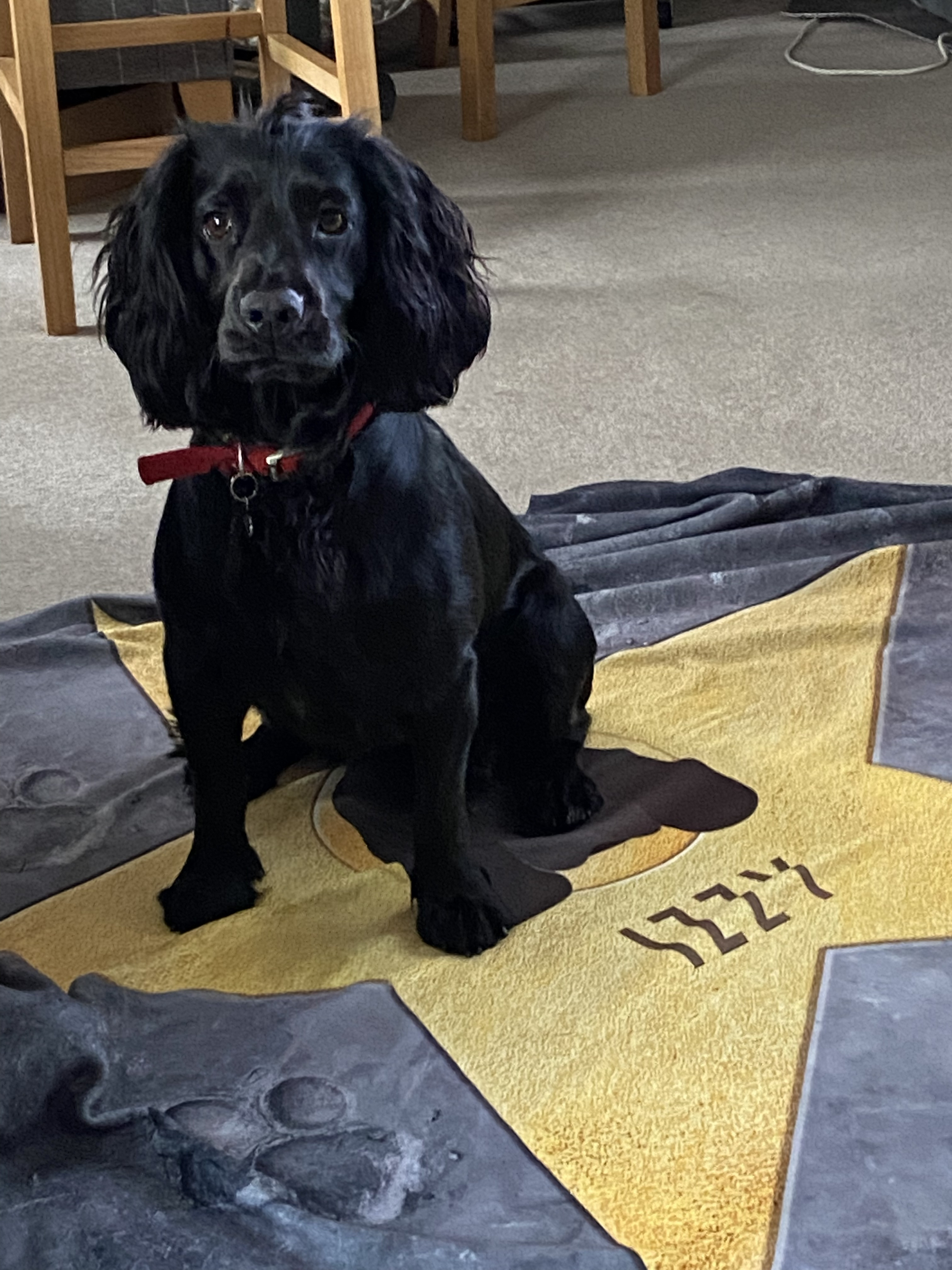 Customer photo of Personalised {breedFullName|Dog} Blanket - Your Dog's Star of Fame