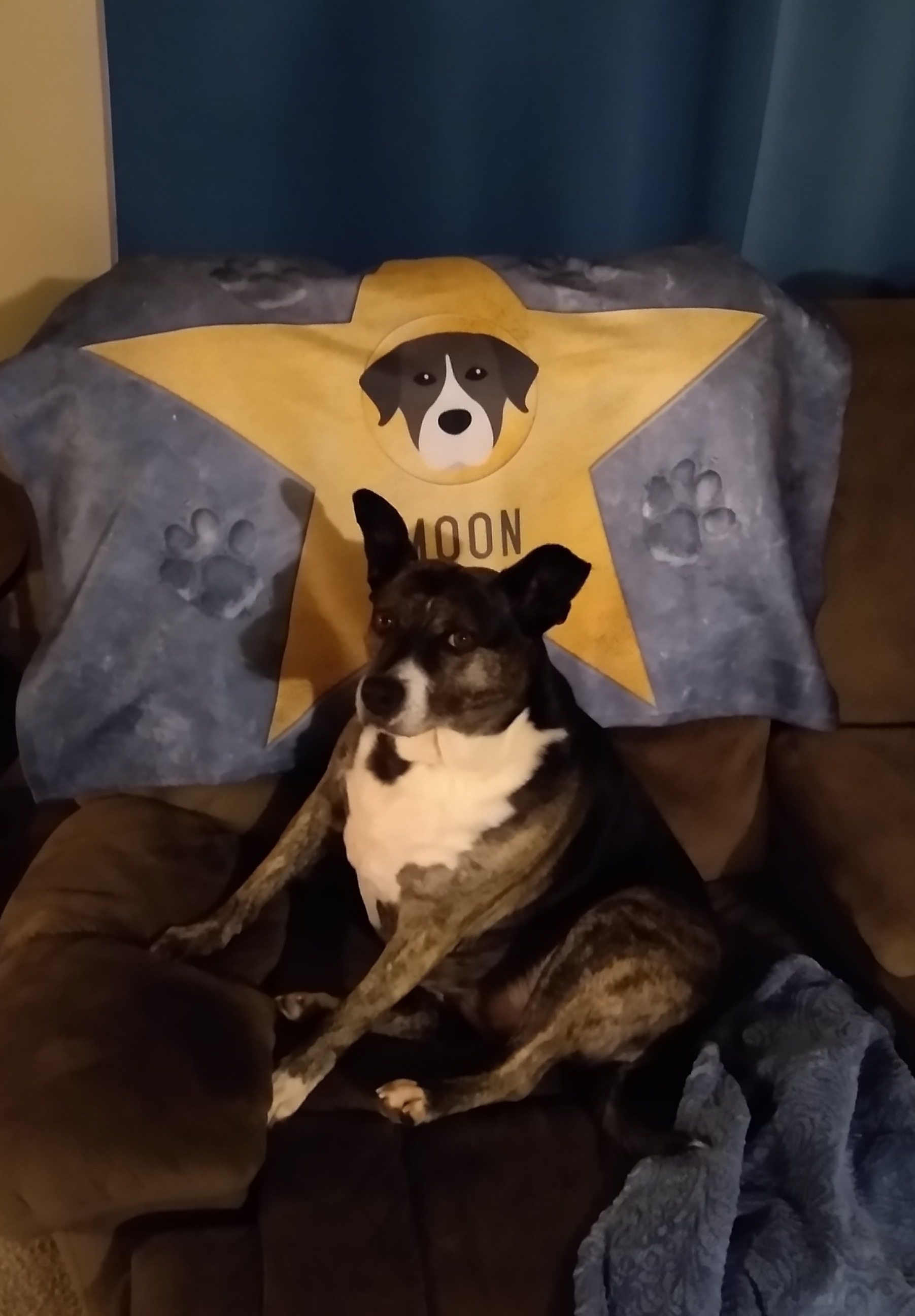 Customer photo of Personalised {breedFullName|Dog} Blanket - Your Dog's Star of Fame