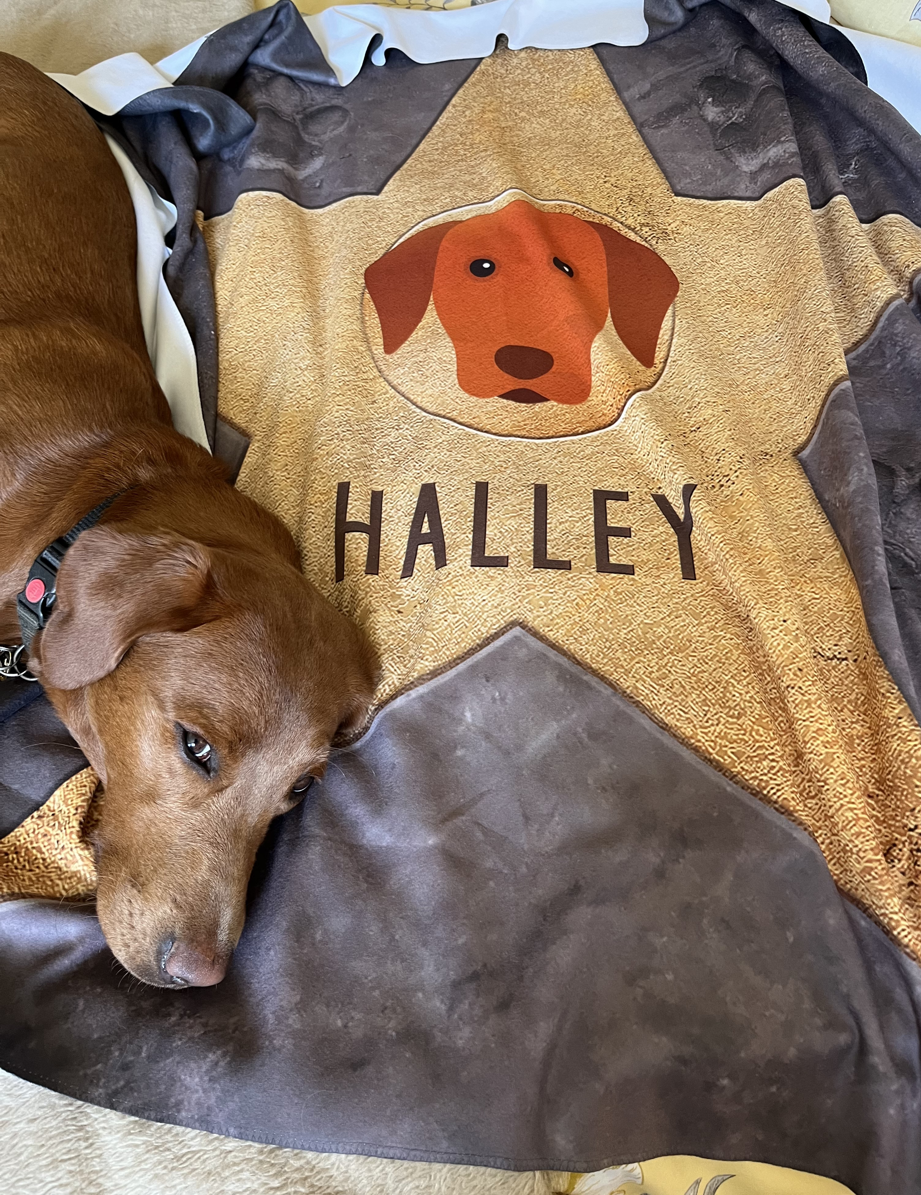 Customer photo of Personalised {breedFullName|Dog} Blanket - Your Dog's Star of Fame