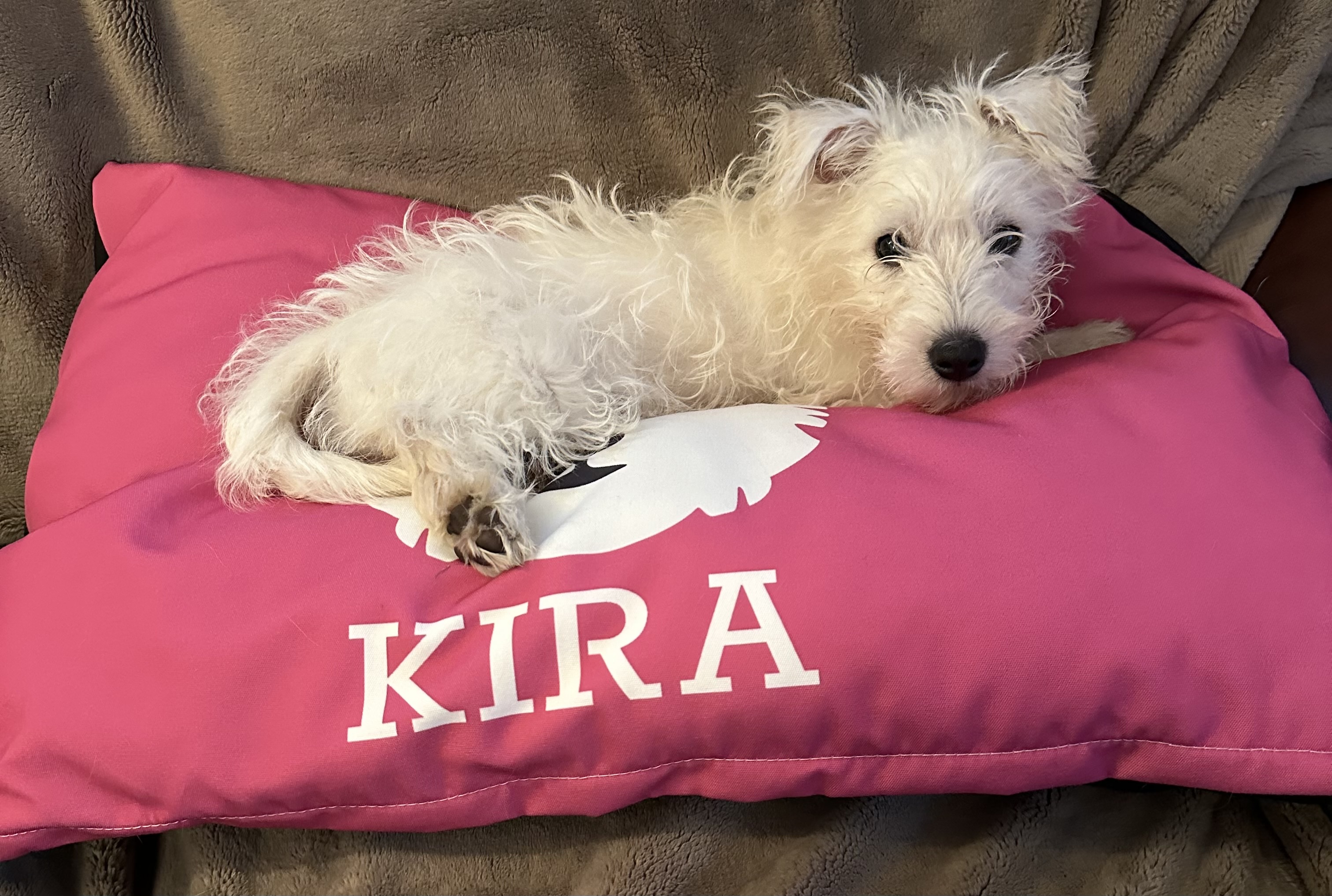 Customer photo of Personalised Dog Bed: Your Dog's Name and Yappicon