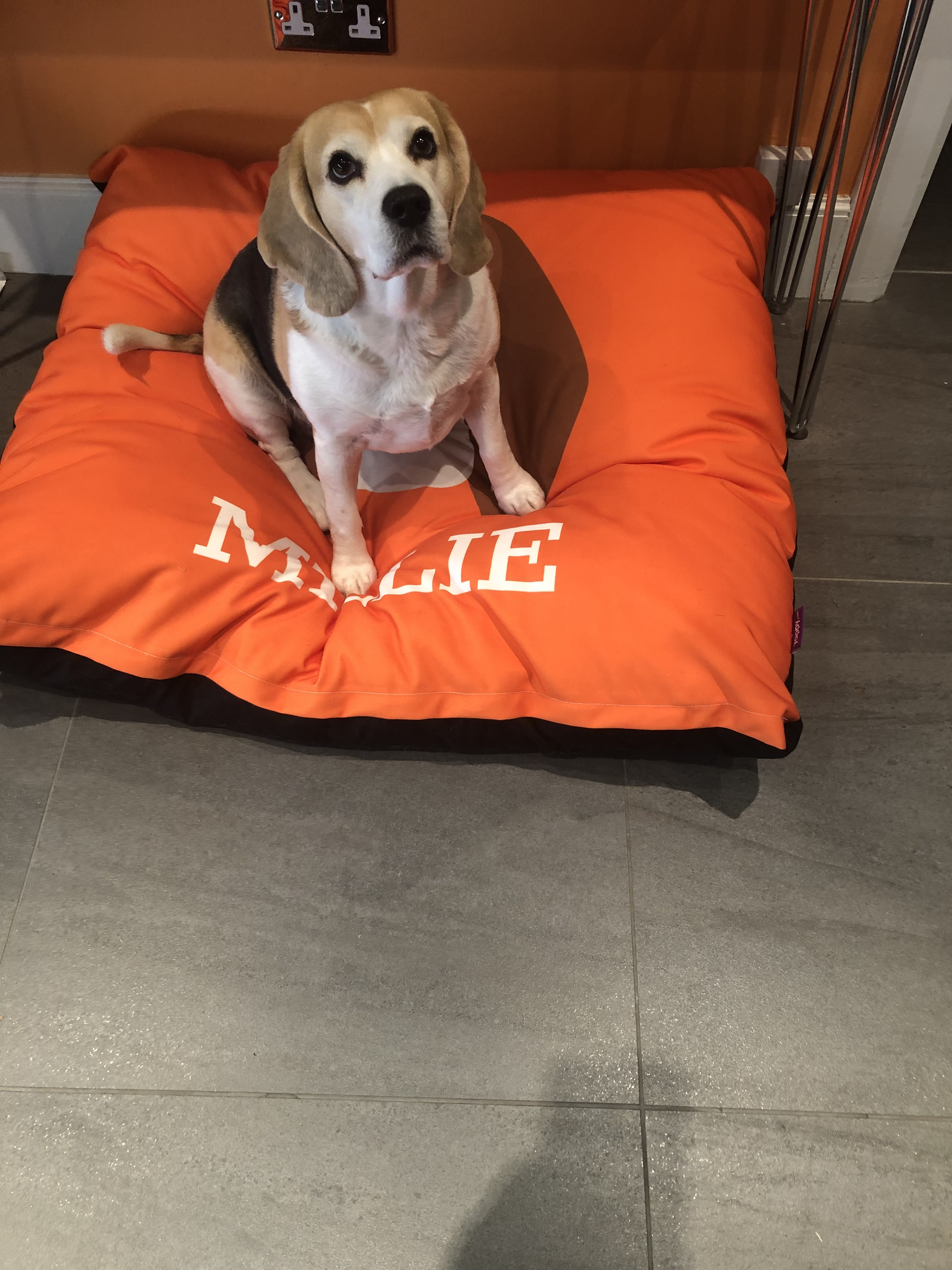 Customer photo of Personalised Dog Bed: Your Dog's Name and Yappicon