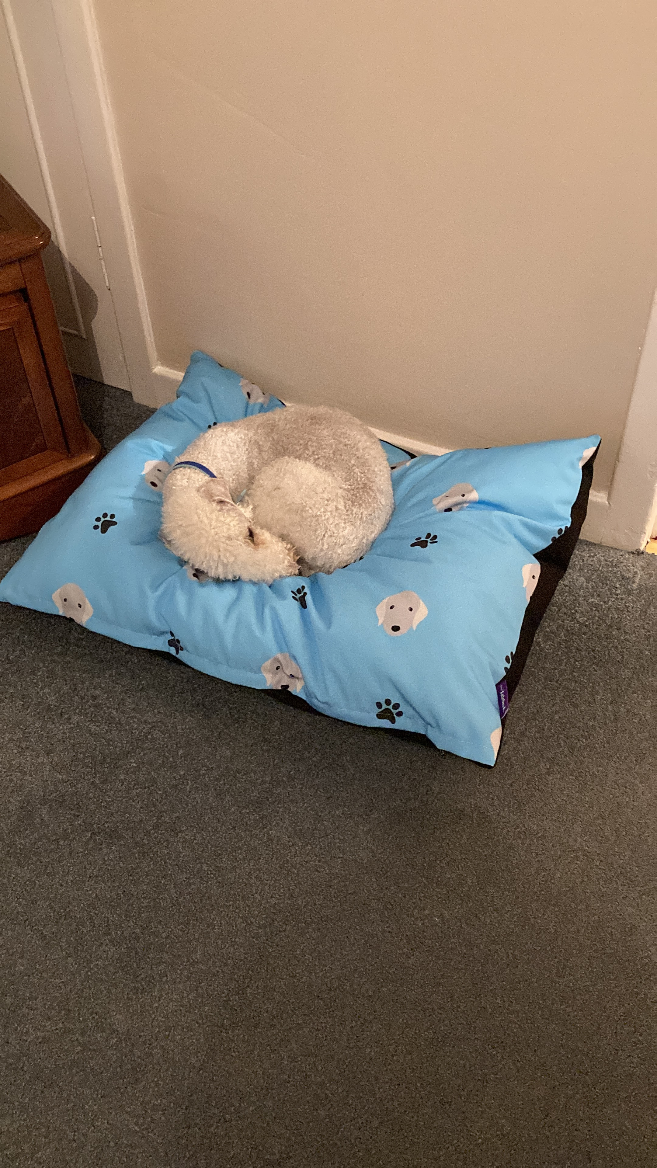 Customer photo of Personalized Dog Bed: Paw Prints