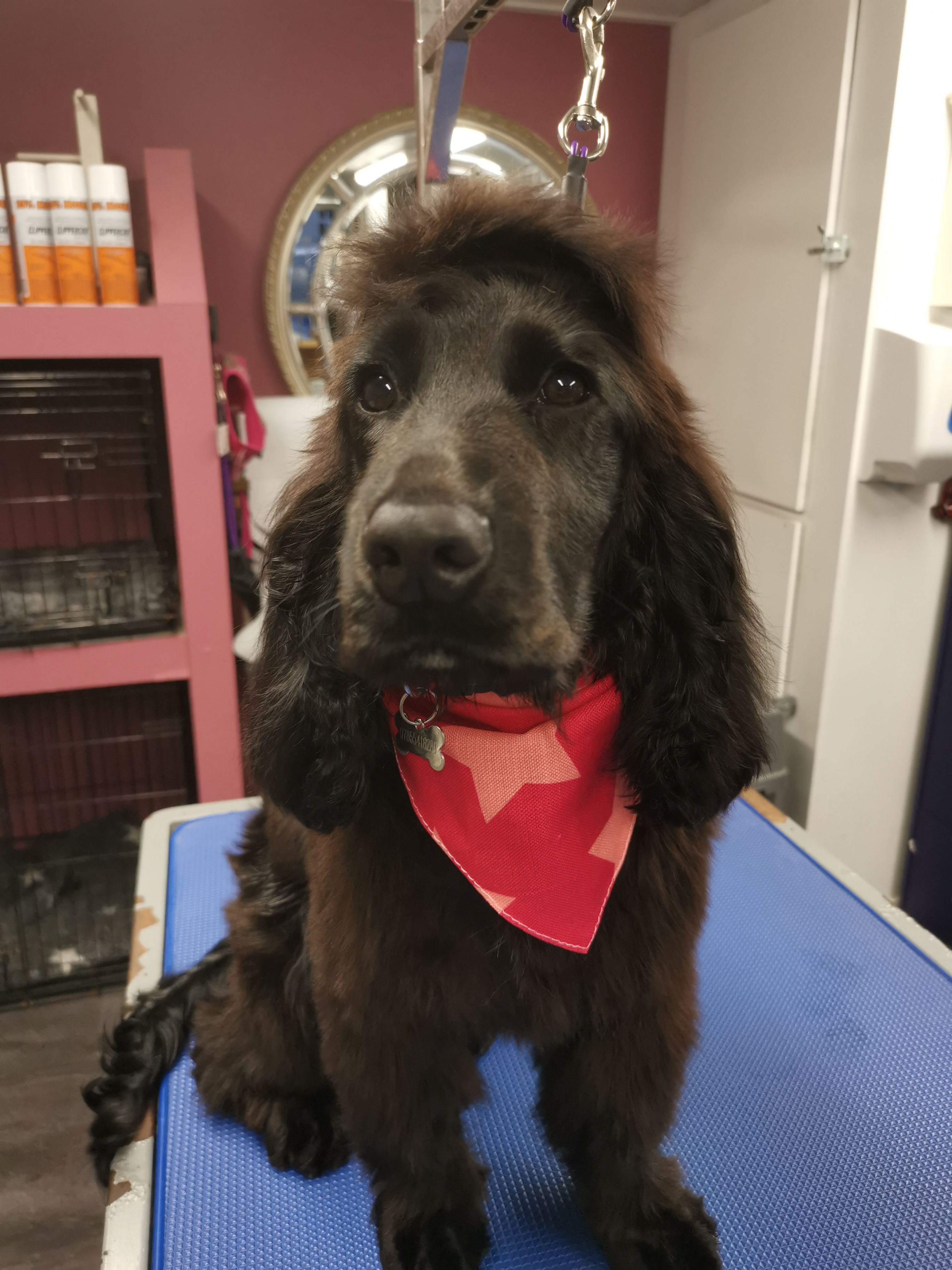 Customer photo of Star Pattern: Personalized Peek-a-poo Bandana