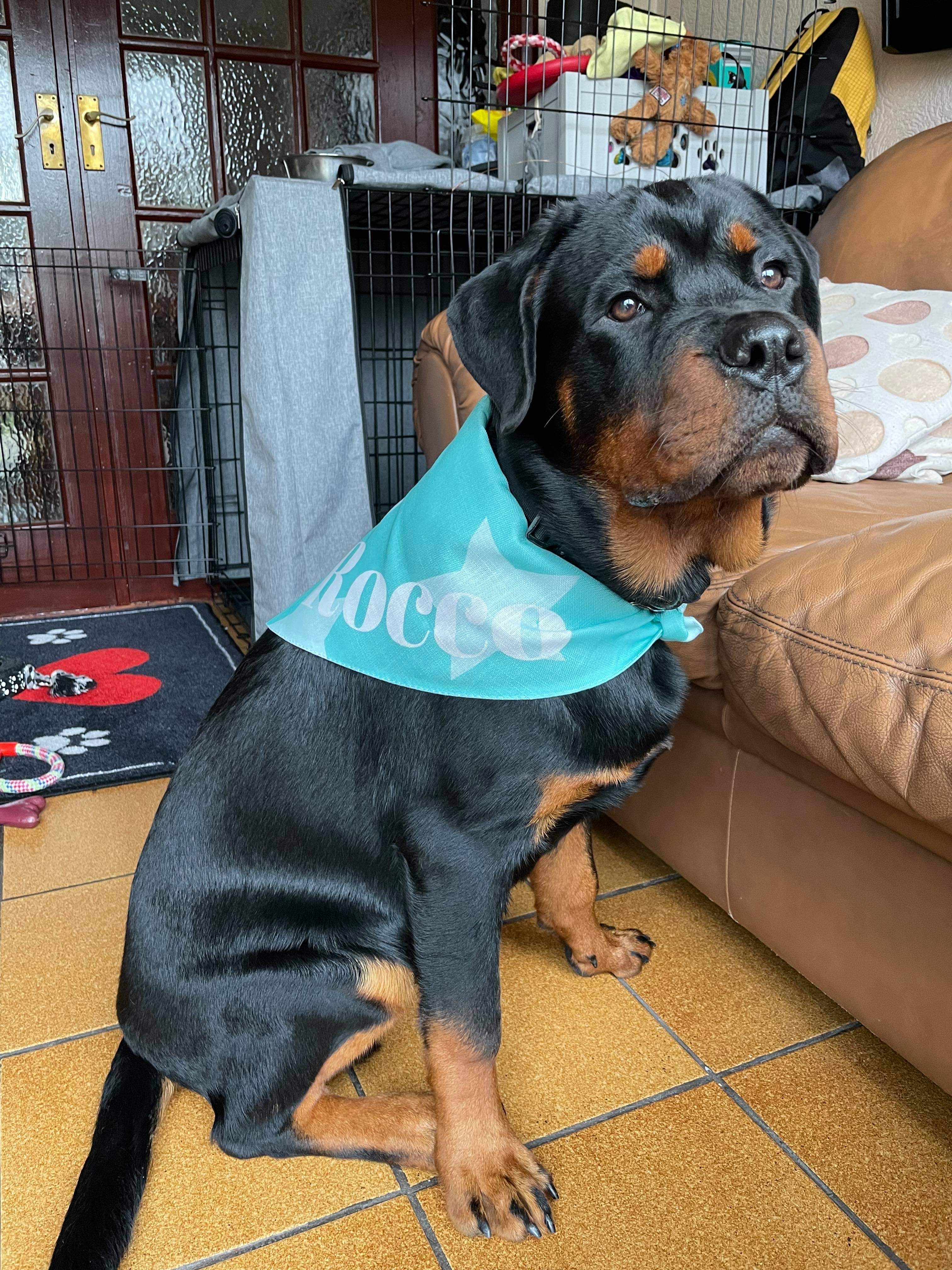 Customer photo of Star Pattern: Personalized Peek-a-poo Bandana