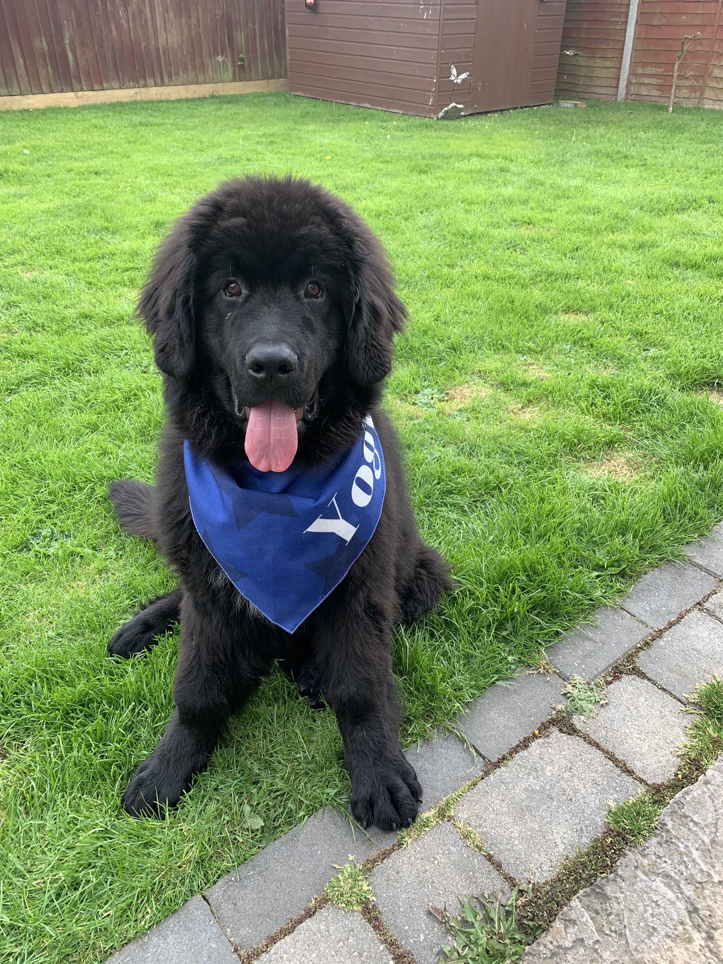 Customer photo of Star Pattern: Personalized Peek-a-poo Bandana