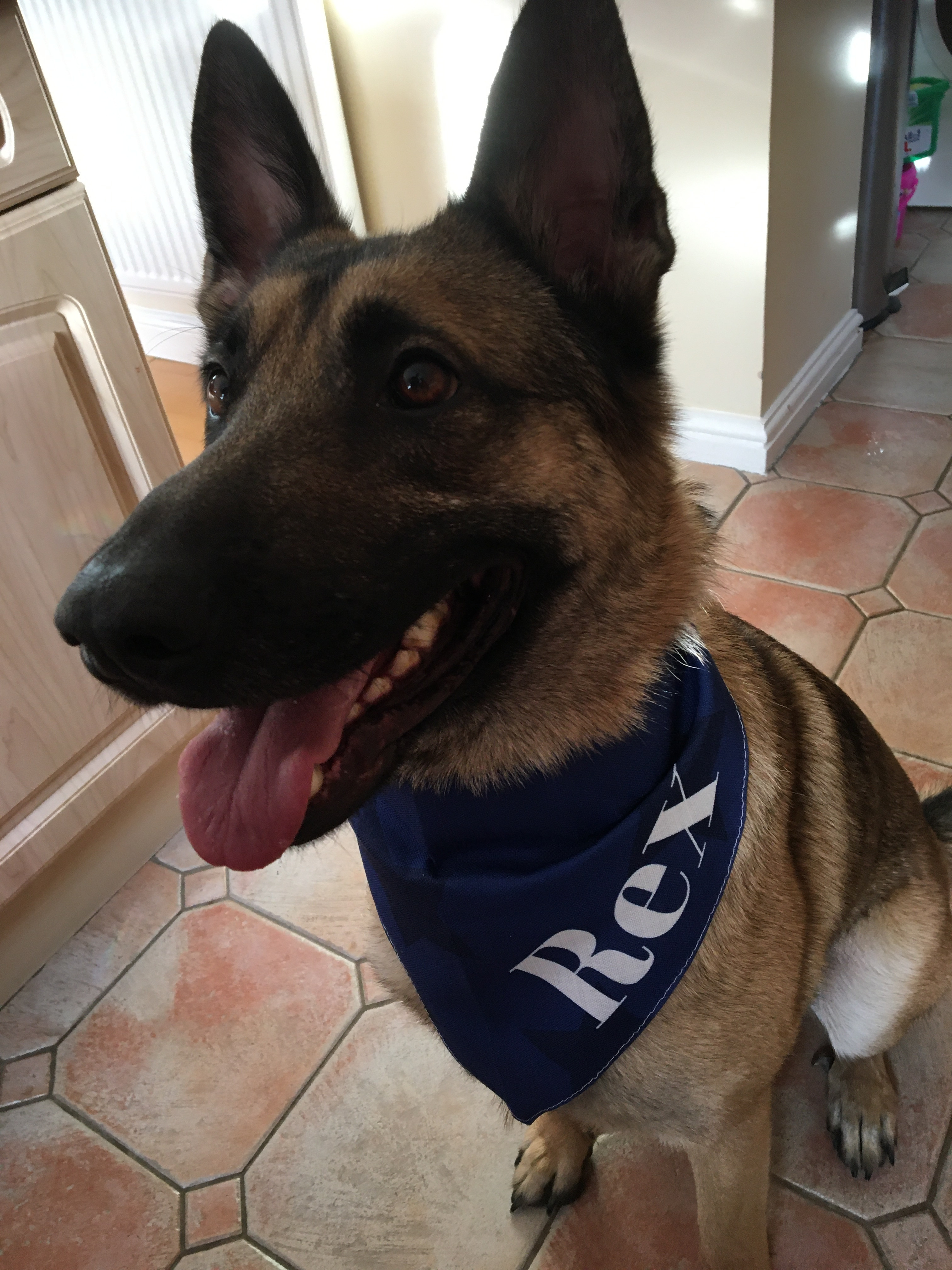 Customer photo of Star Pattern: Personalized Peek-a-poo Bandana