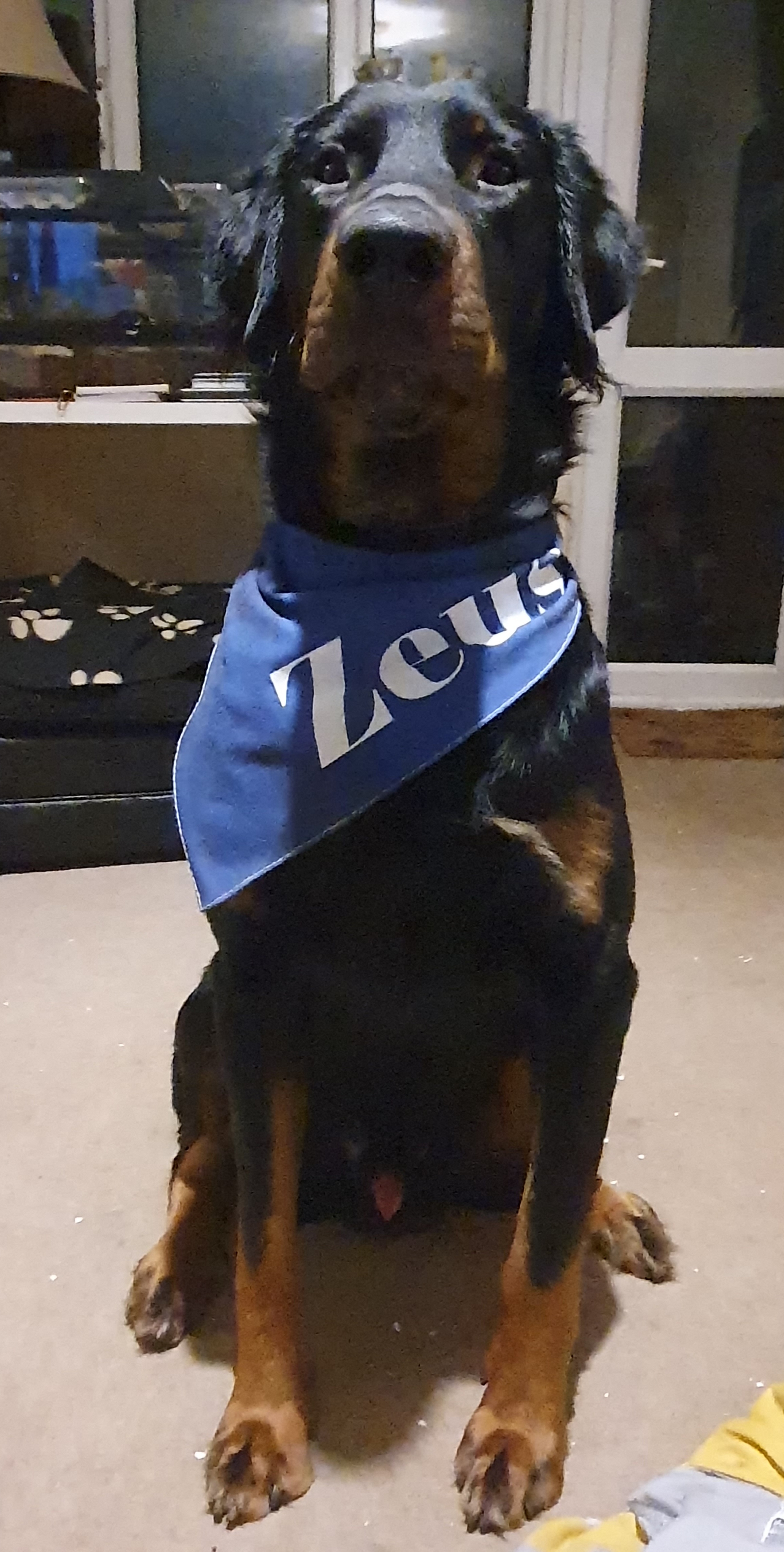 Customer photo of Star Pattern: Personalized Peek-a-poo Bandana