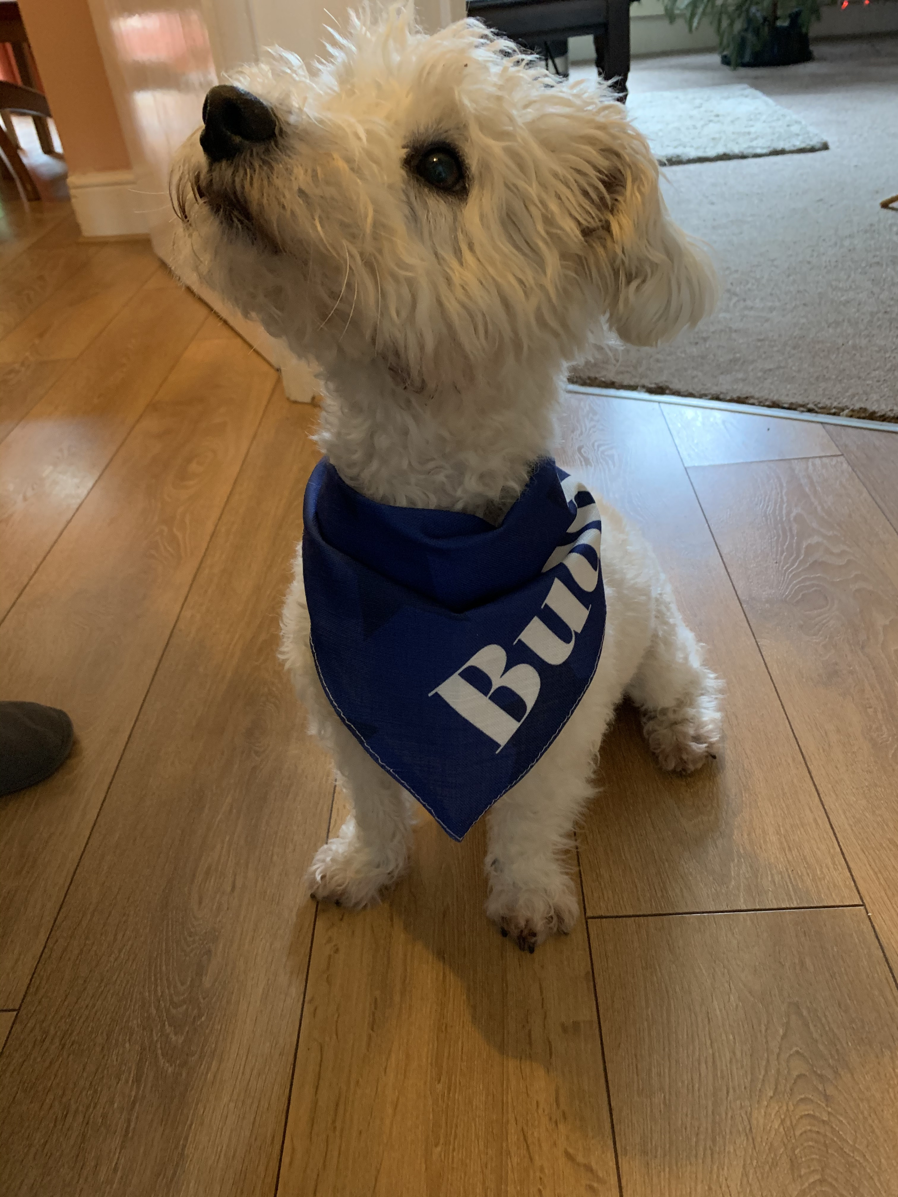 Customer photo of Star Pattern: Personalized Peek-a-poo Bandana