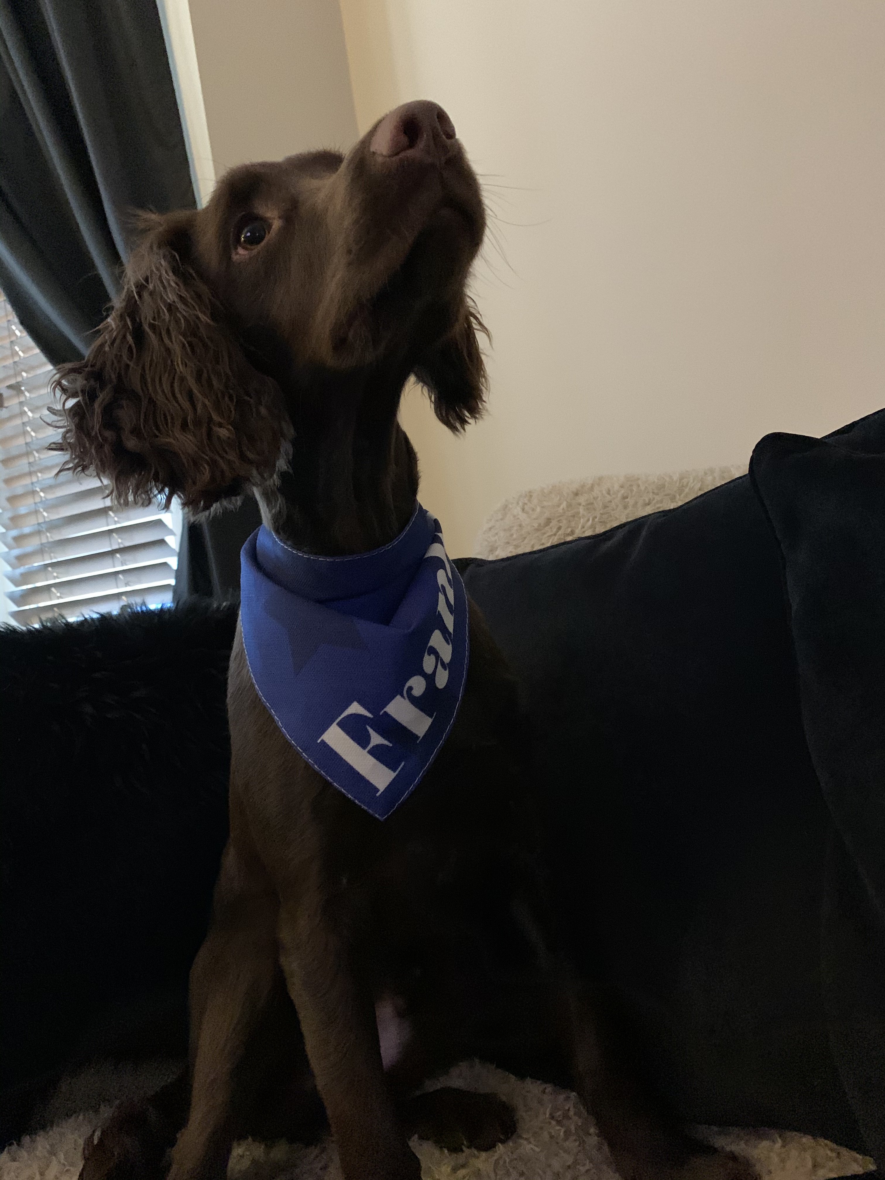 Customer photo of Star Pattern: Personalized Peek-a-poo Bandana