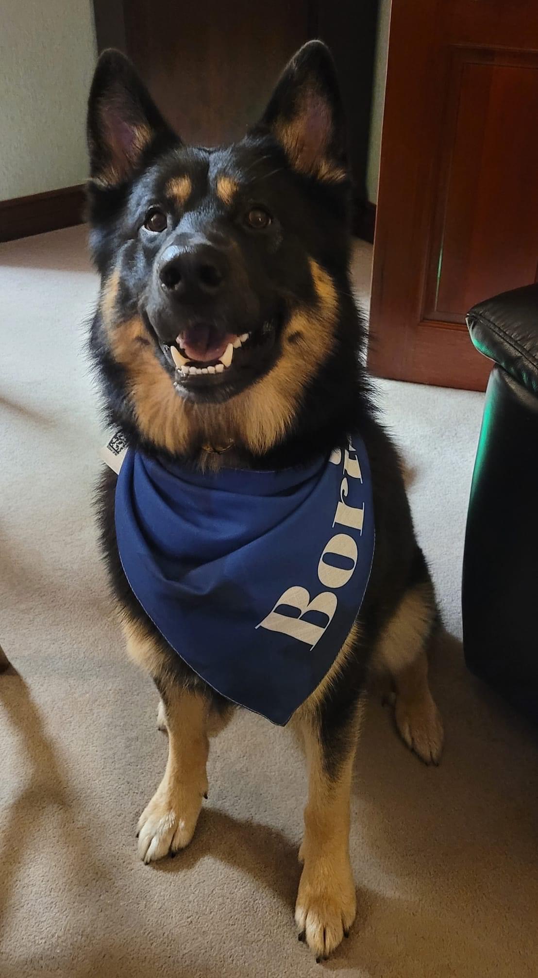 Customer photo of Star Pattern: Personalized Peek-a-poo Bandana