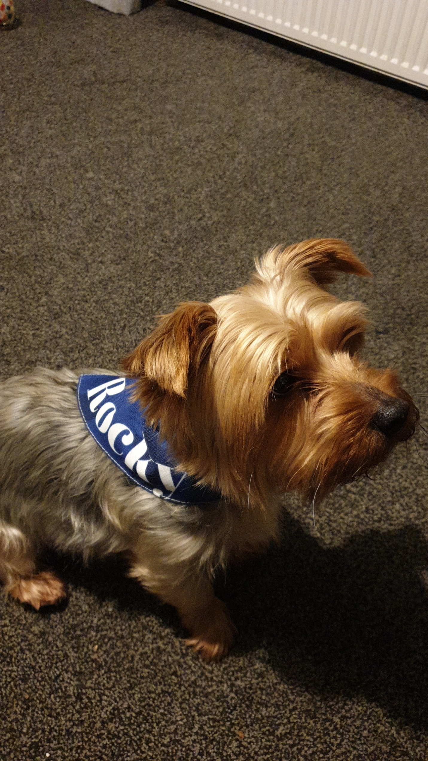 Customer photo of Star Pattern: Personalized Peek-a-poo Bandana