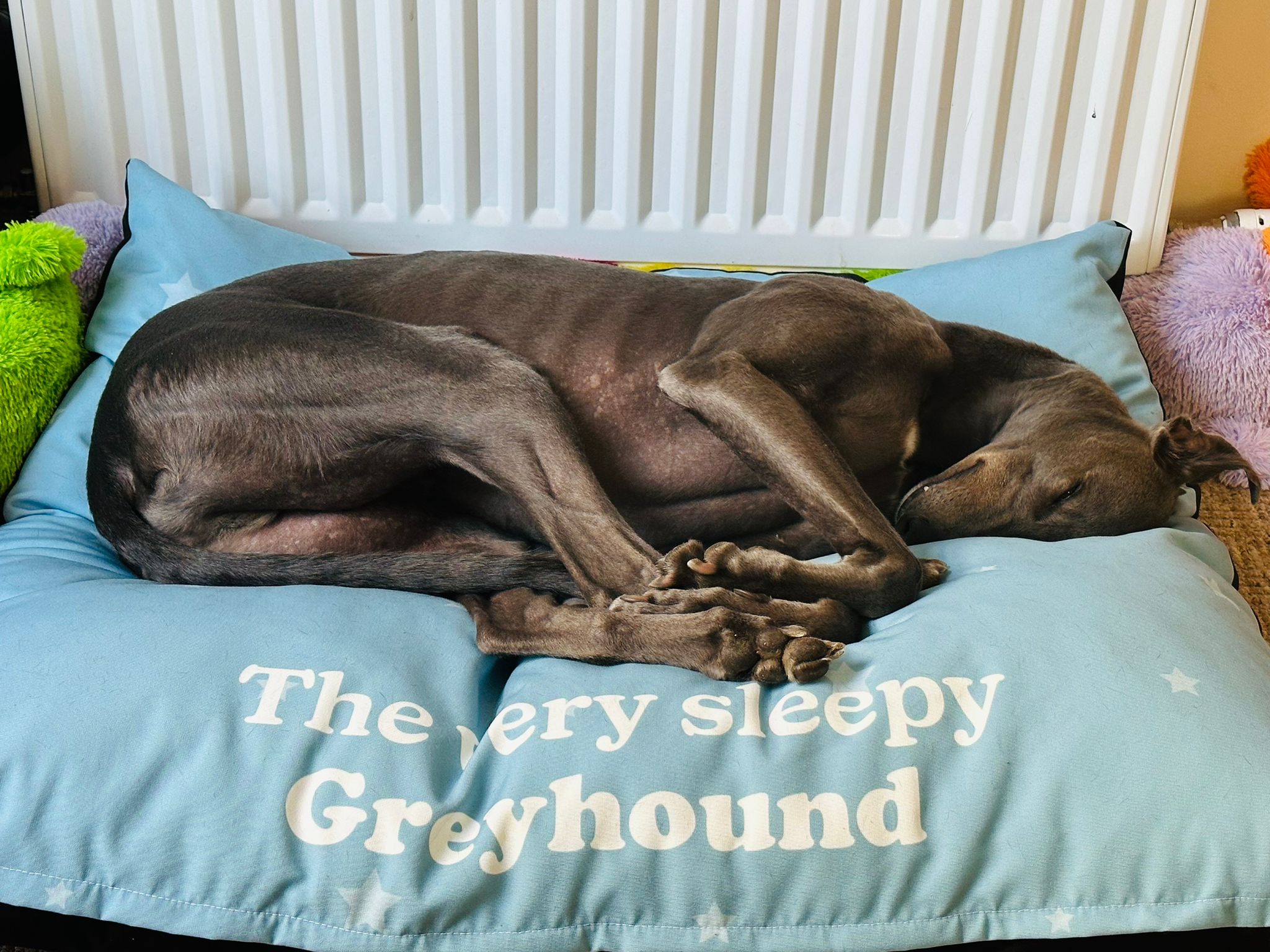 Customer photo of Personalized Dog Bed: The Very Sleepy Dog