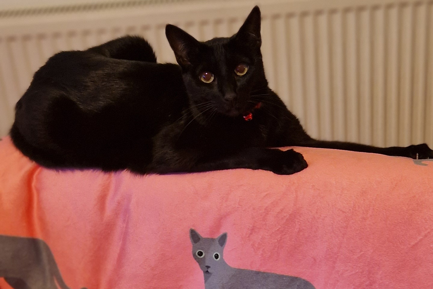 Customer photo of Personalized Cat Pattern: Premium Sherpa Fleece Blanket