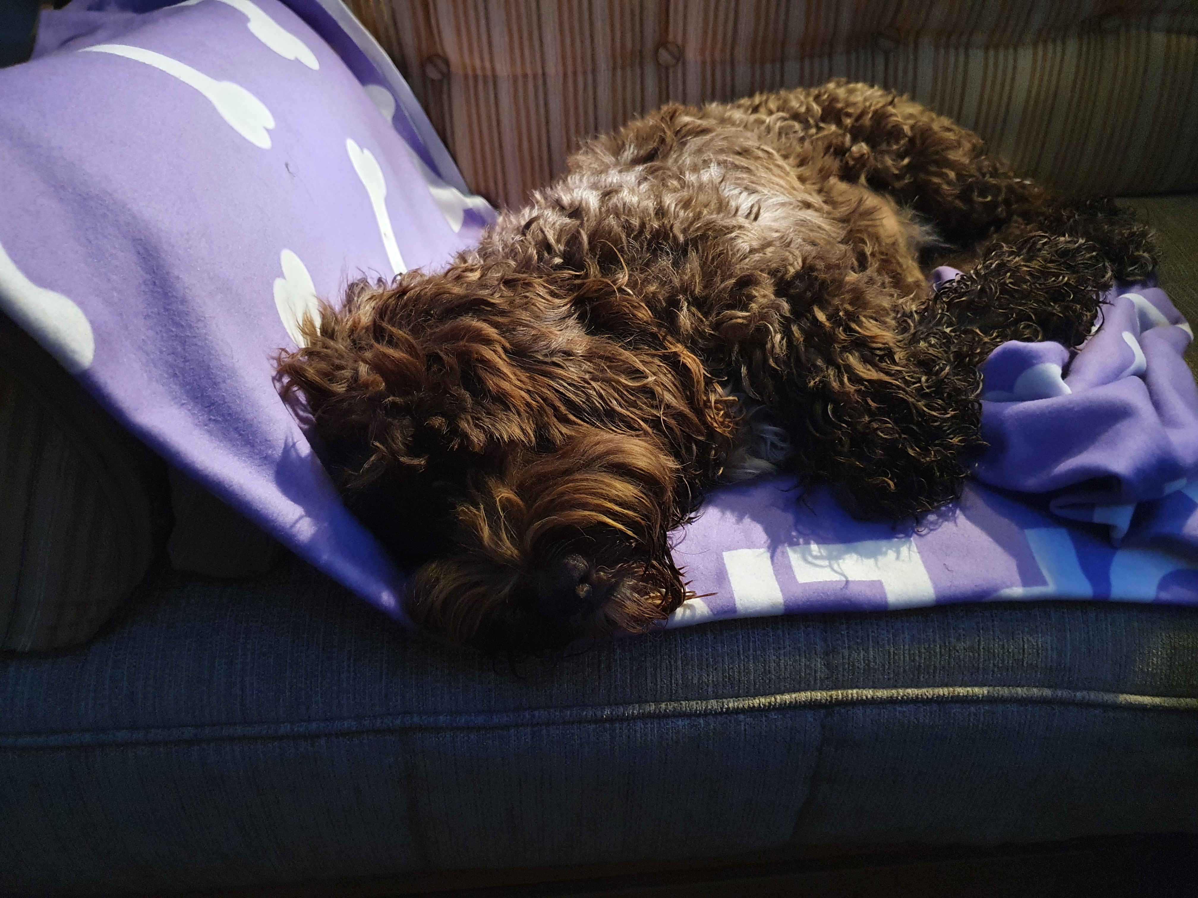 Customer photo of 'Bone Pattern' - Personalized German Wirehaired Pointer Throw Blanket