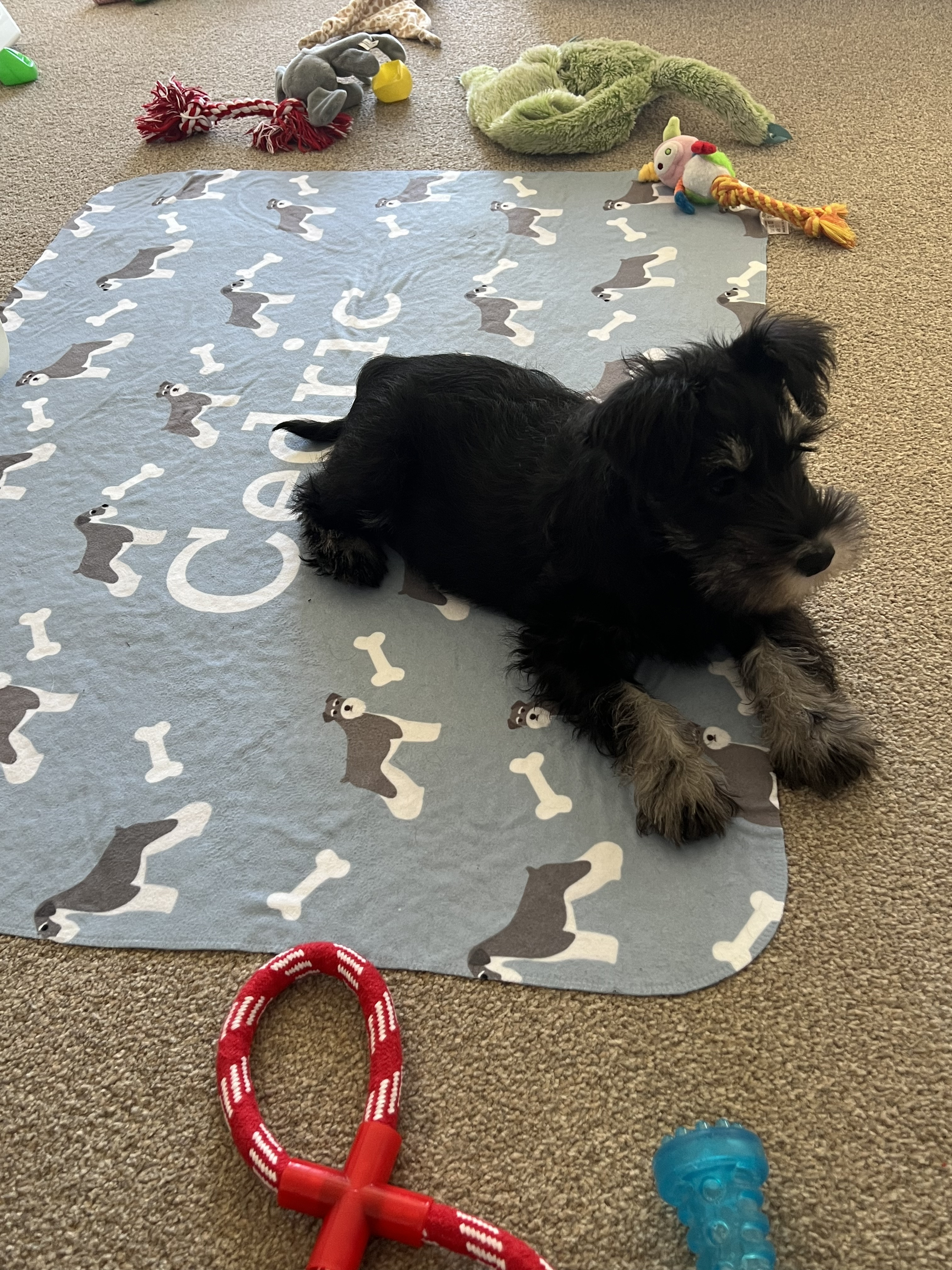 Customer photo of 'Bones and Dogs' - Personalized Plott Hound Throw Blanket