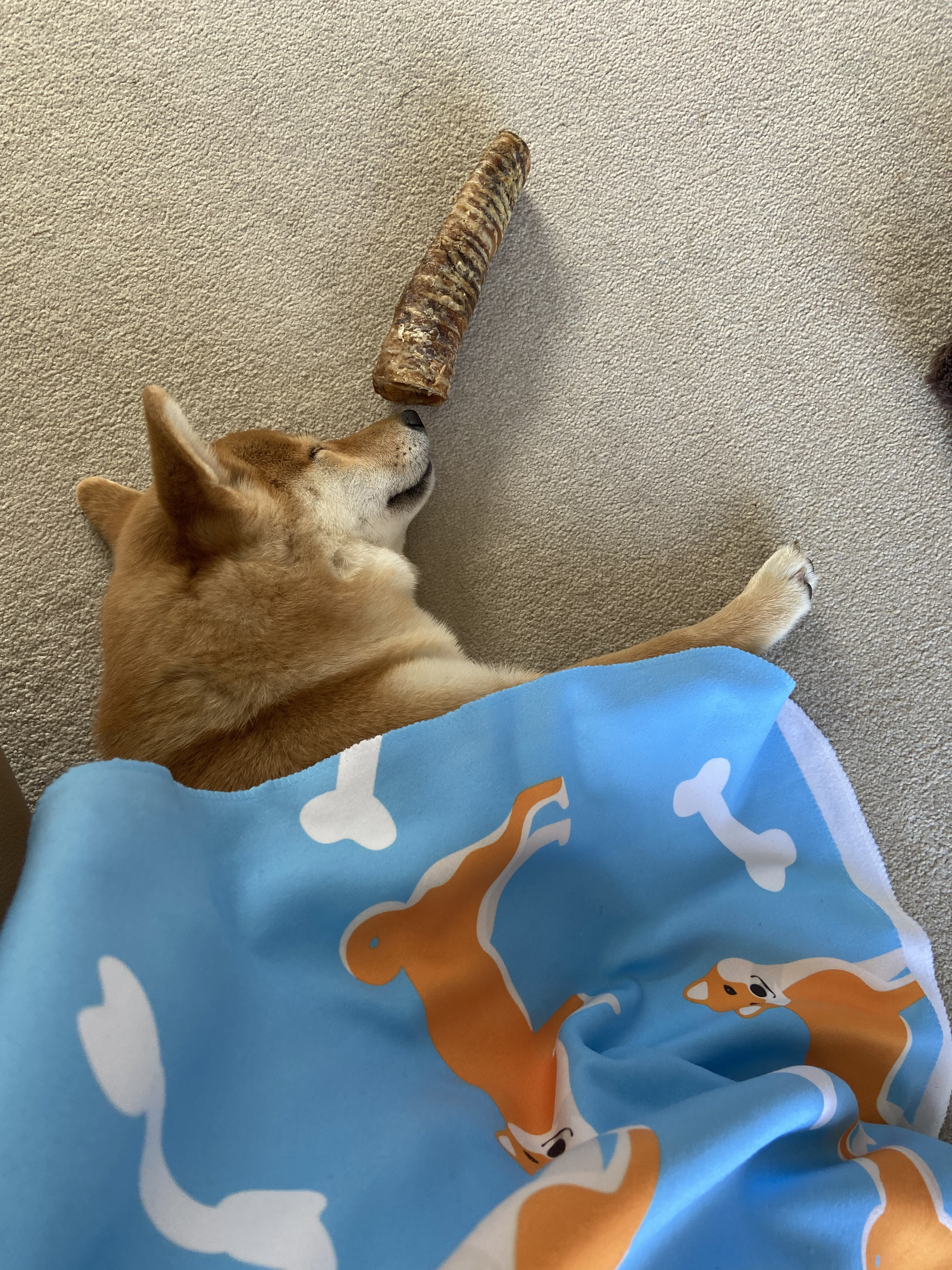 Customer photo of 'Bones and Dogs' - Personalized Plott Hound Throw Blanket