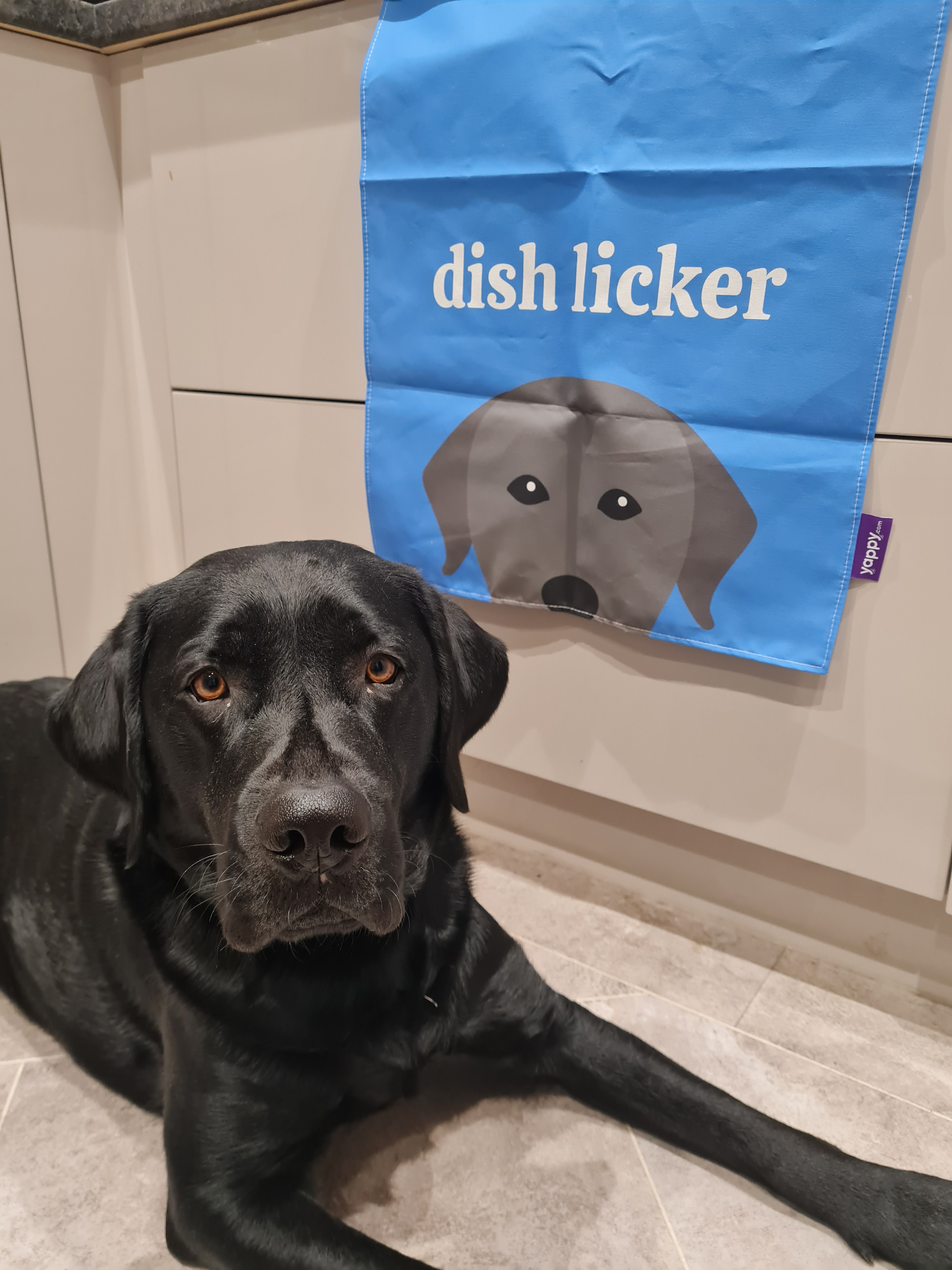 Customer photo of 'Dish Licker' - Personalized Jack-A-Poo Dish Towel