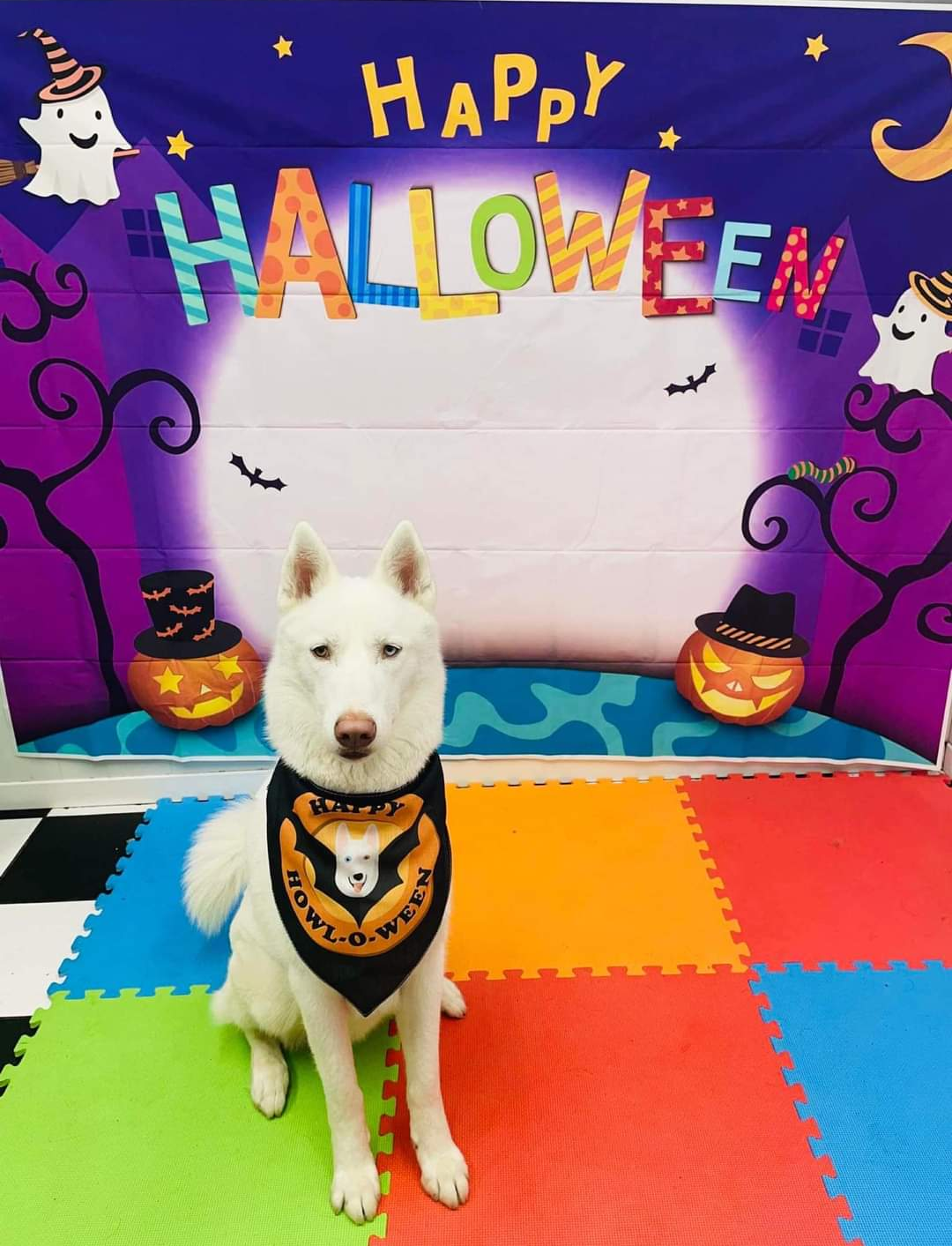 Customer photo of 'Happy Howl-o-ween' - Personalized Dog Bandana