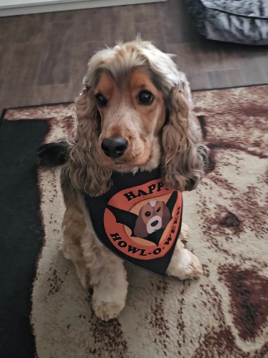 Customer photo of 'Happy Howl-o-ween' - Personalized Dog Bandana
