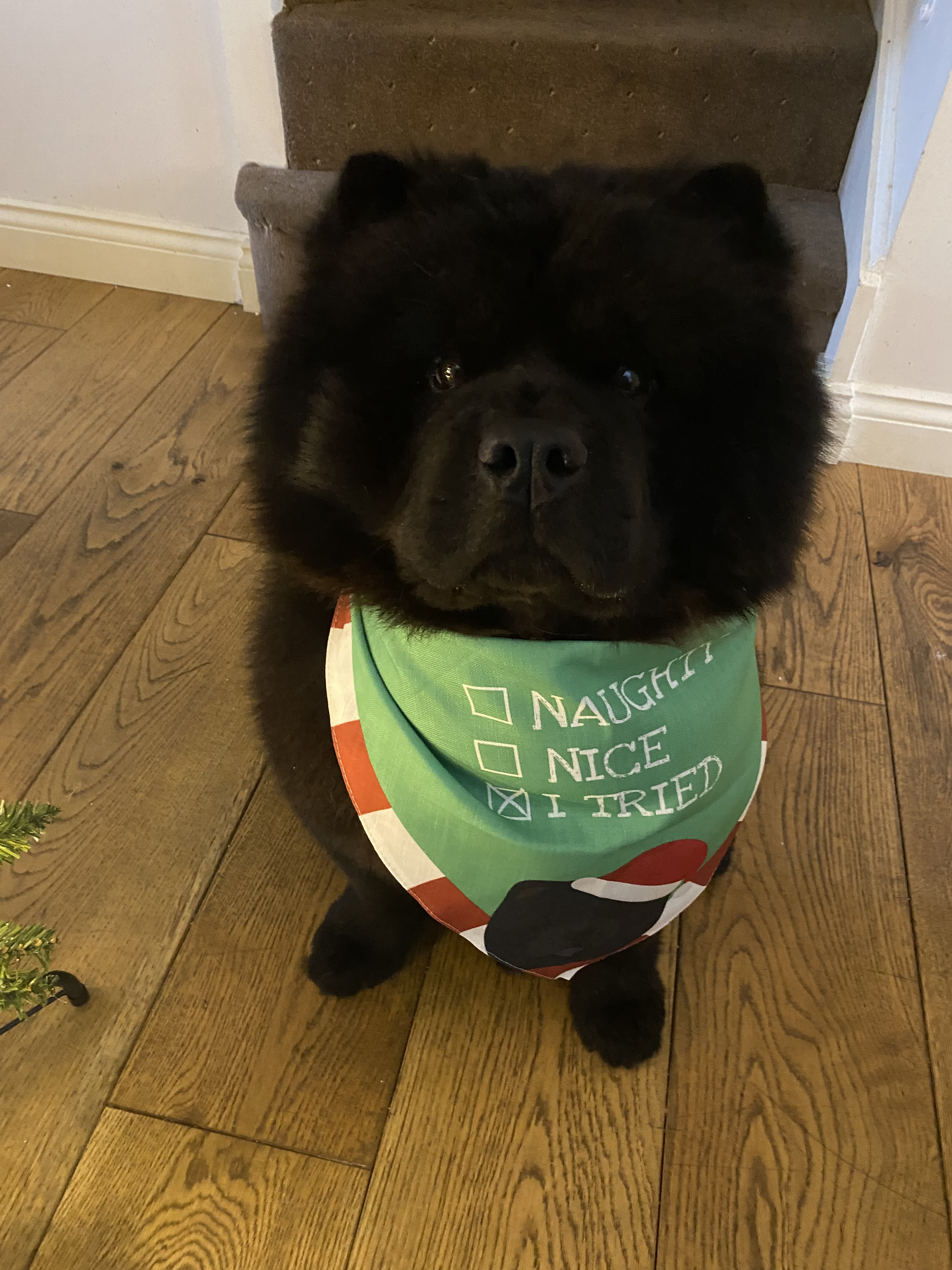 Customer photo of Christmas Checkbox: Personalised Dog Bandana