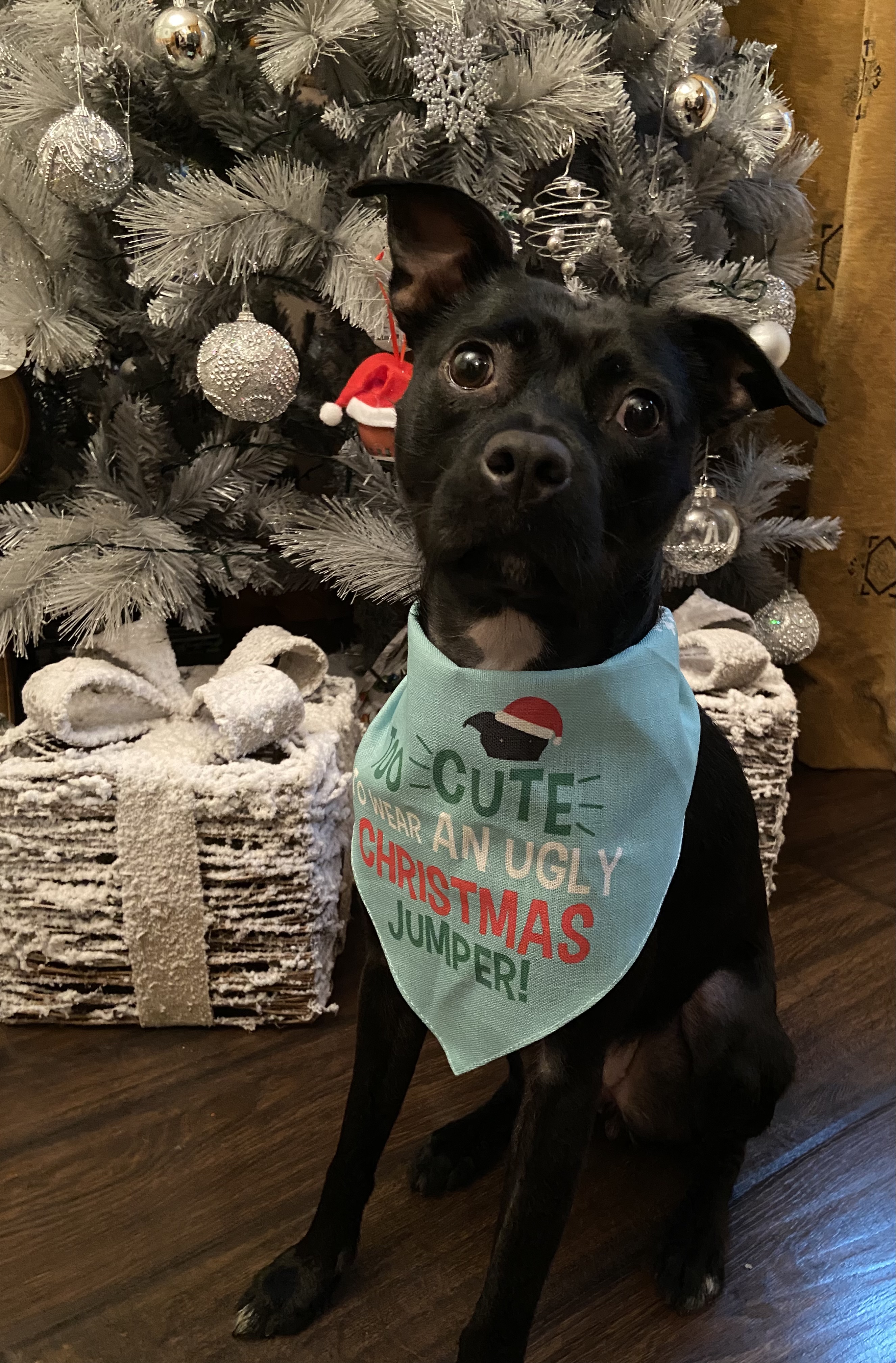 Customer photo of Too Cute for an Ugly Christmas Jumper: Personalized Dog Bandana