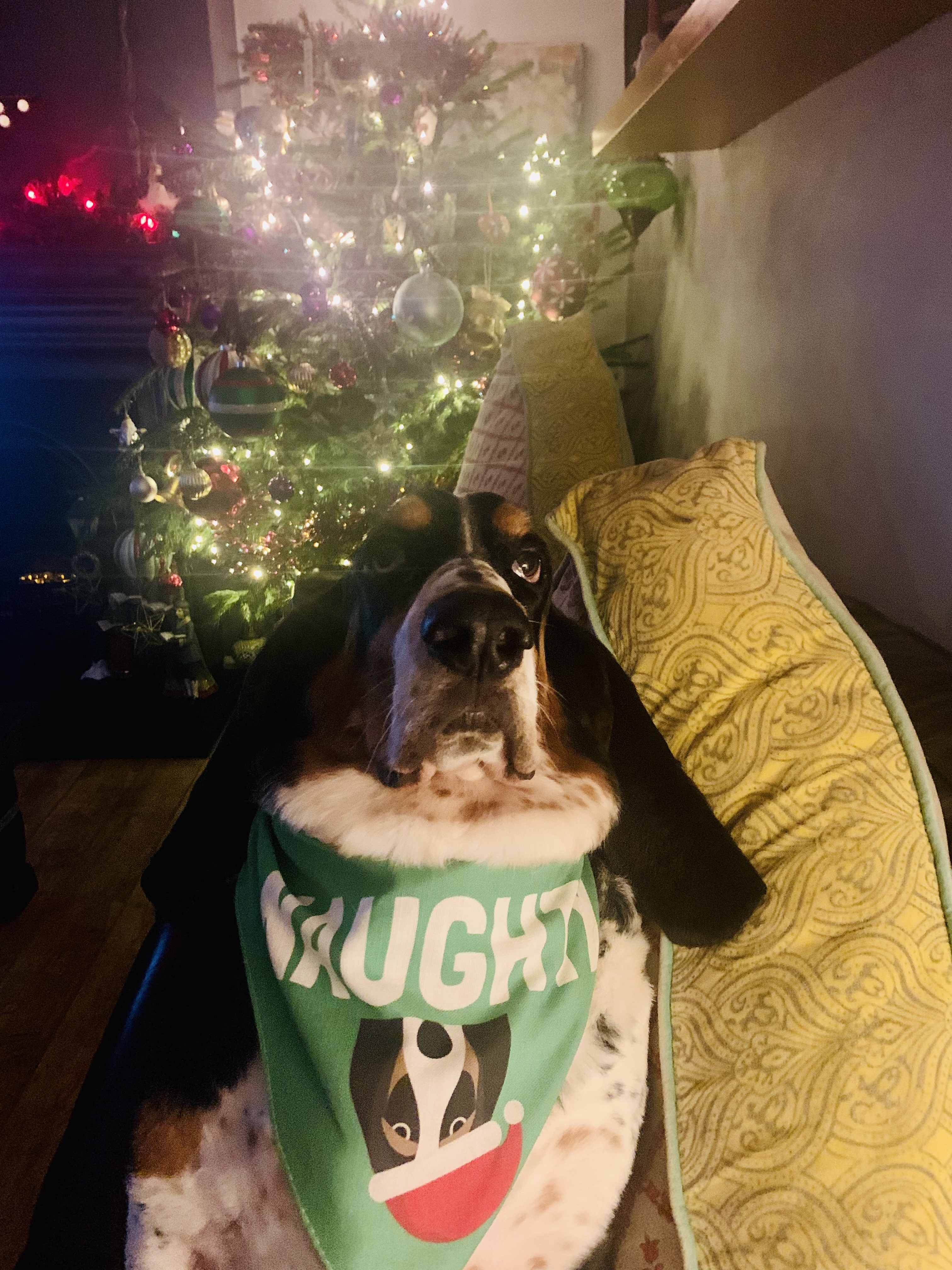 Customer photo of Naughty: Personalized Lhasapoo Bandana