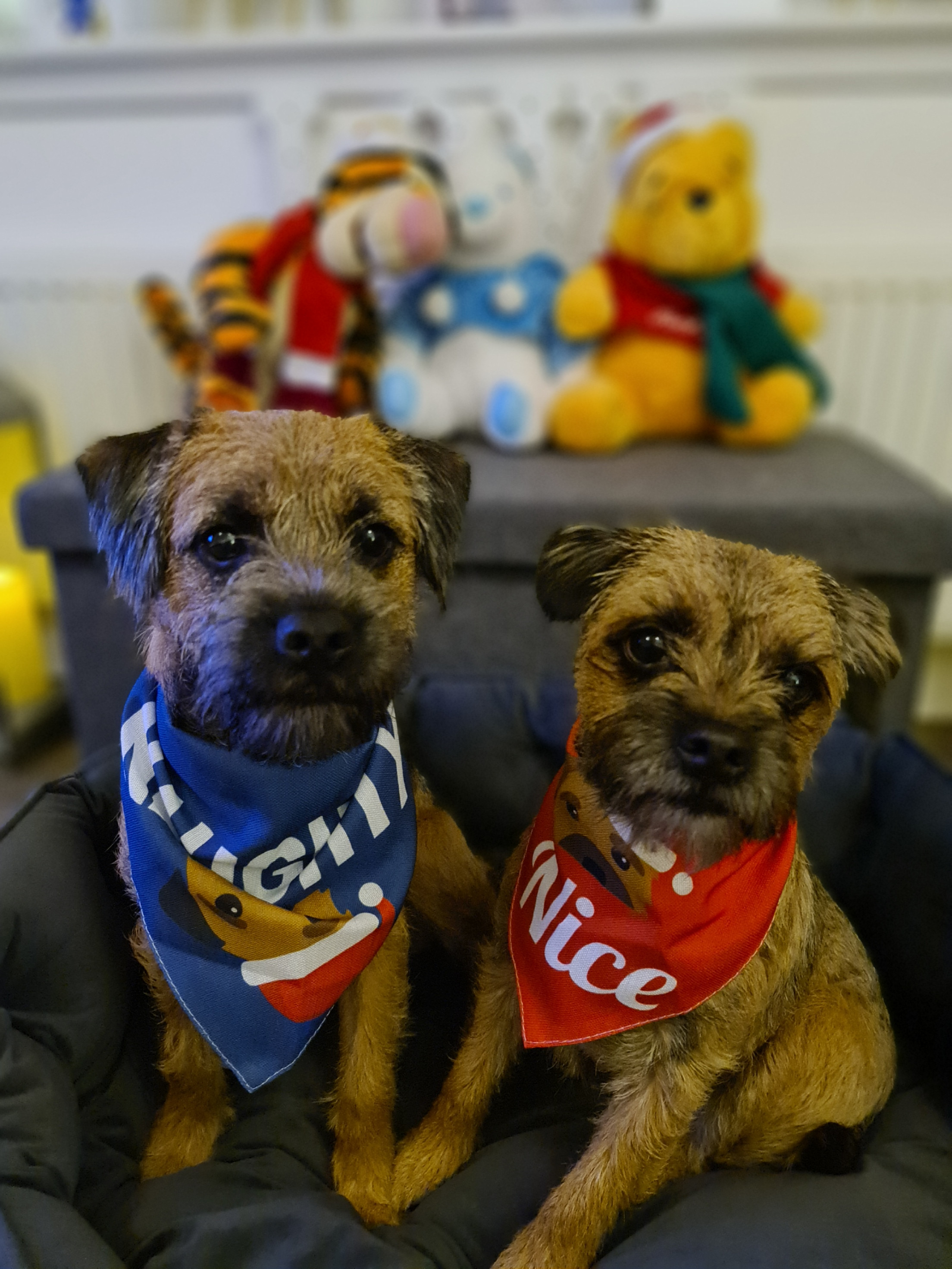 Customer photo of Naughty: Personalized Lhasapoo Bandana